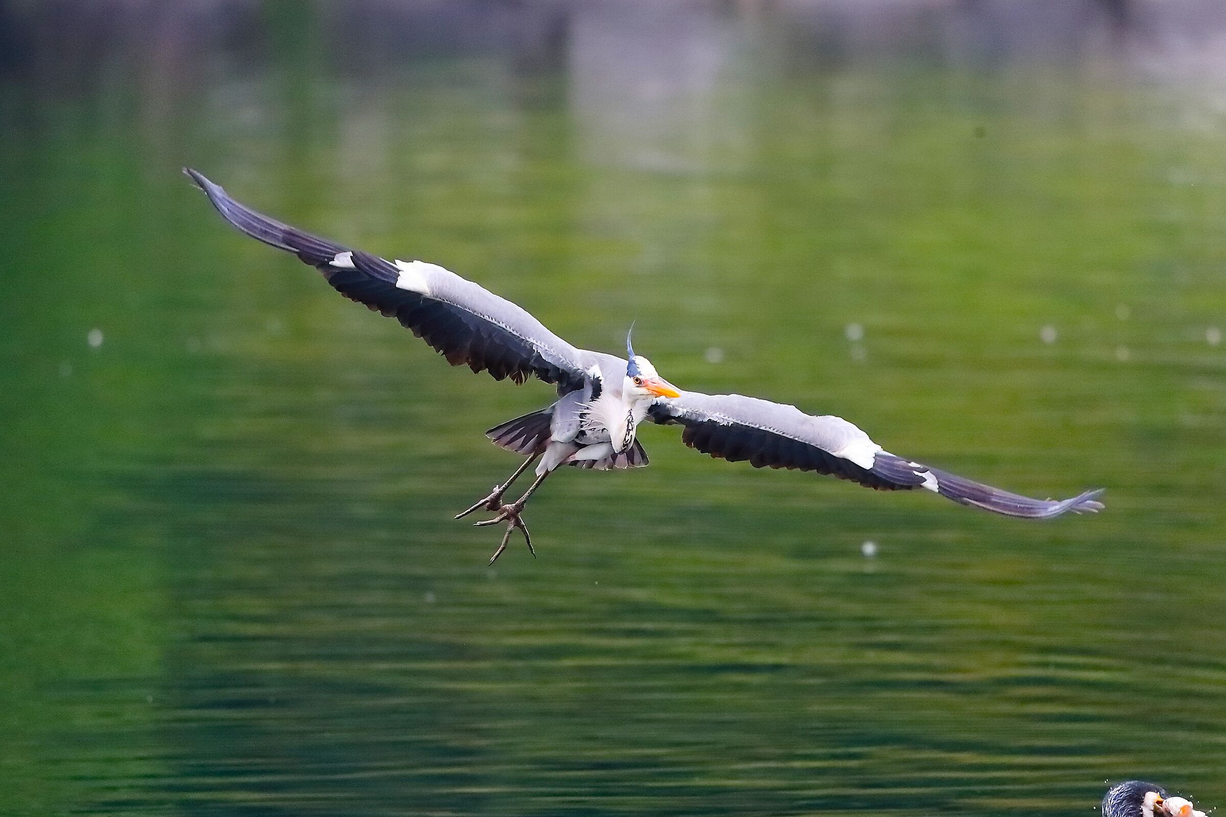 Cenerino 30 aprile 2023