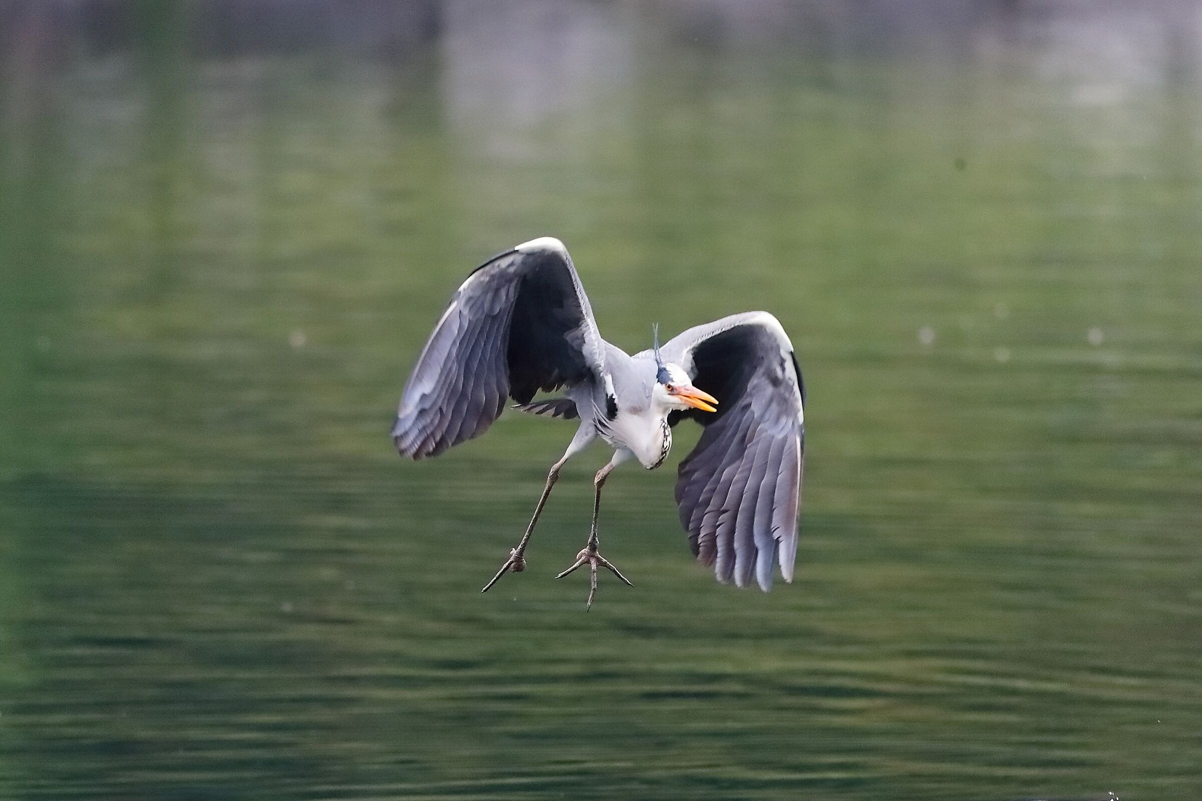 Cenerino 30 aprile 2023