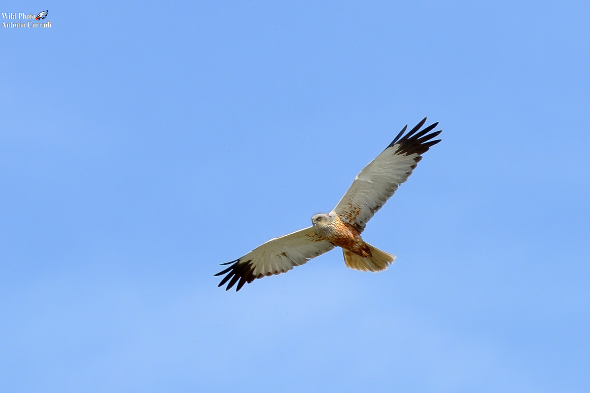 Falco di palude maschio