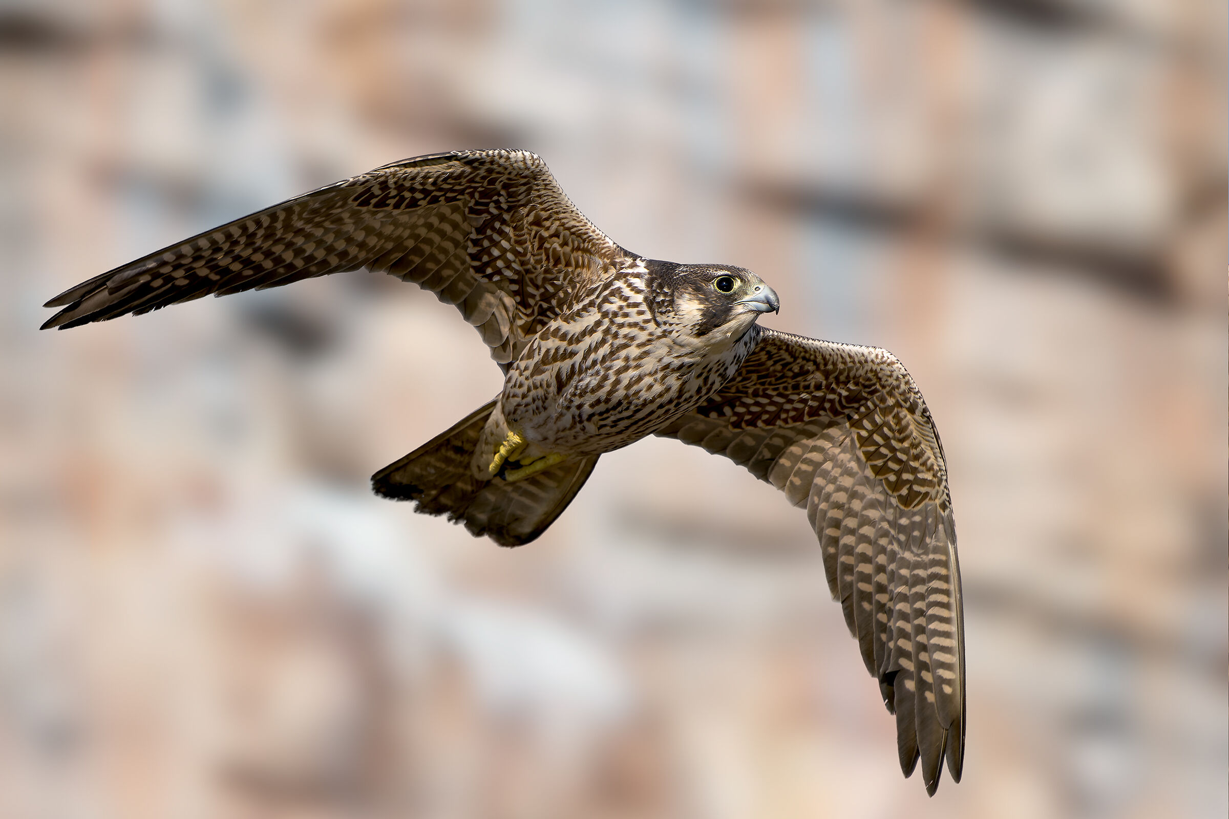 Peregrine