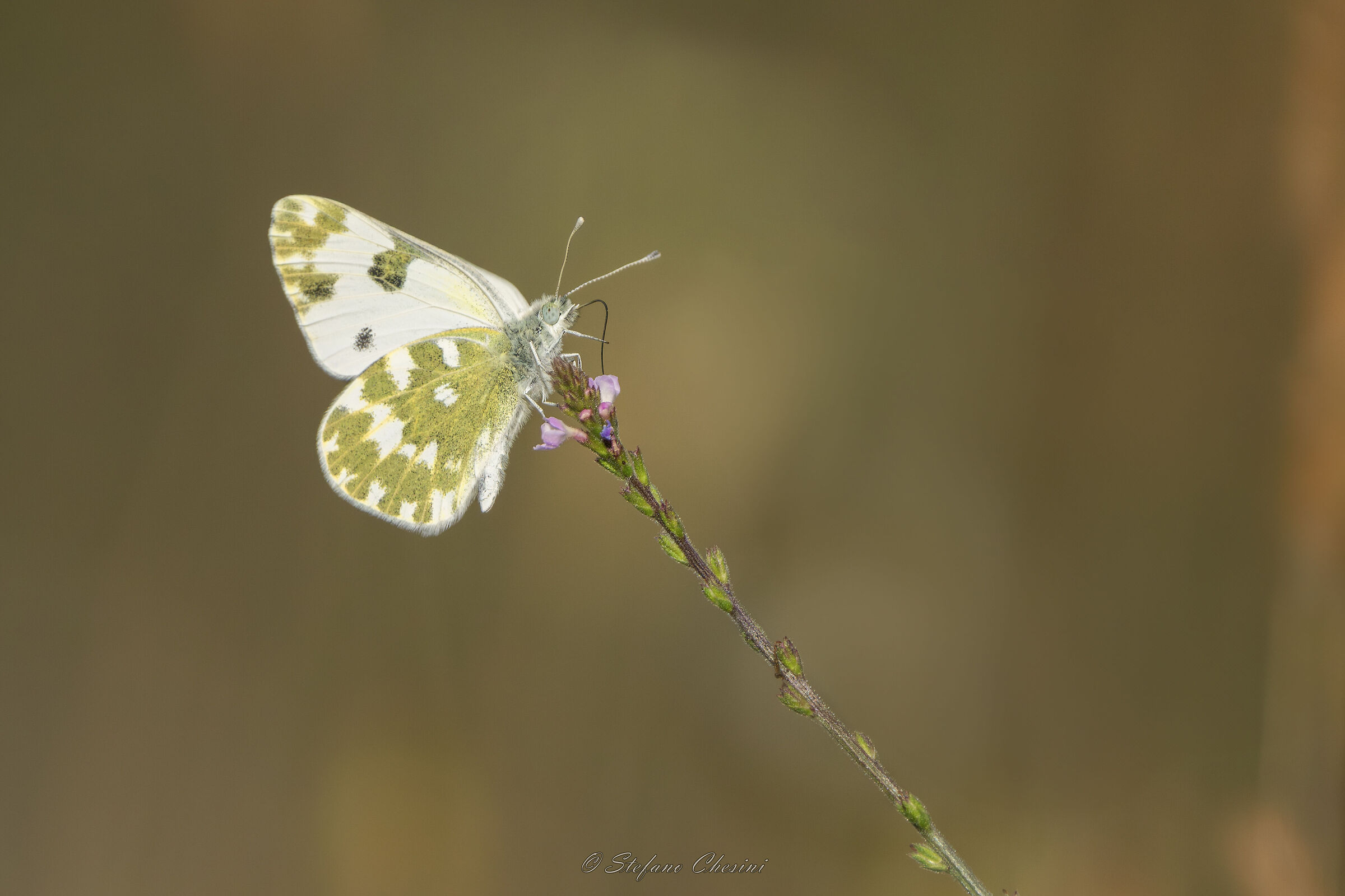 Pontia al bar dello sport