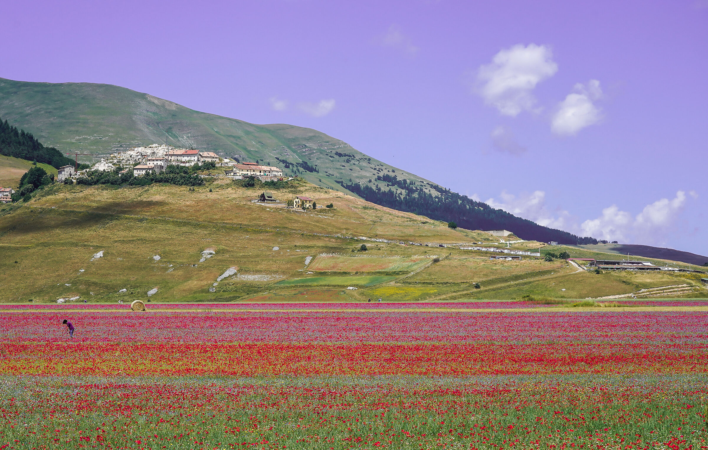 Castelluccio 2023 Luglio
