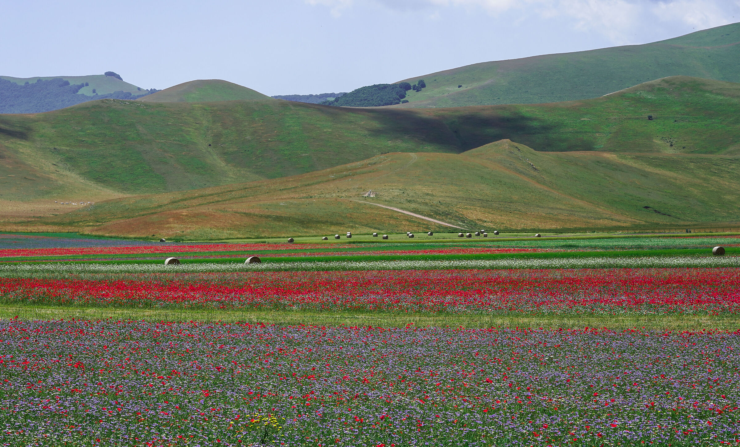 Castelluccio 2023 11