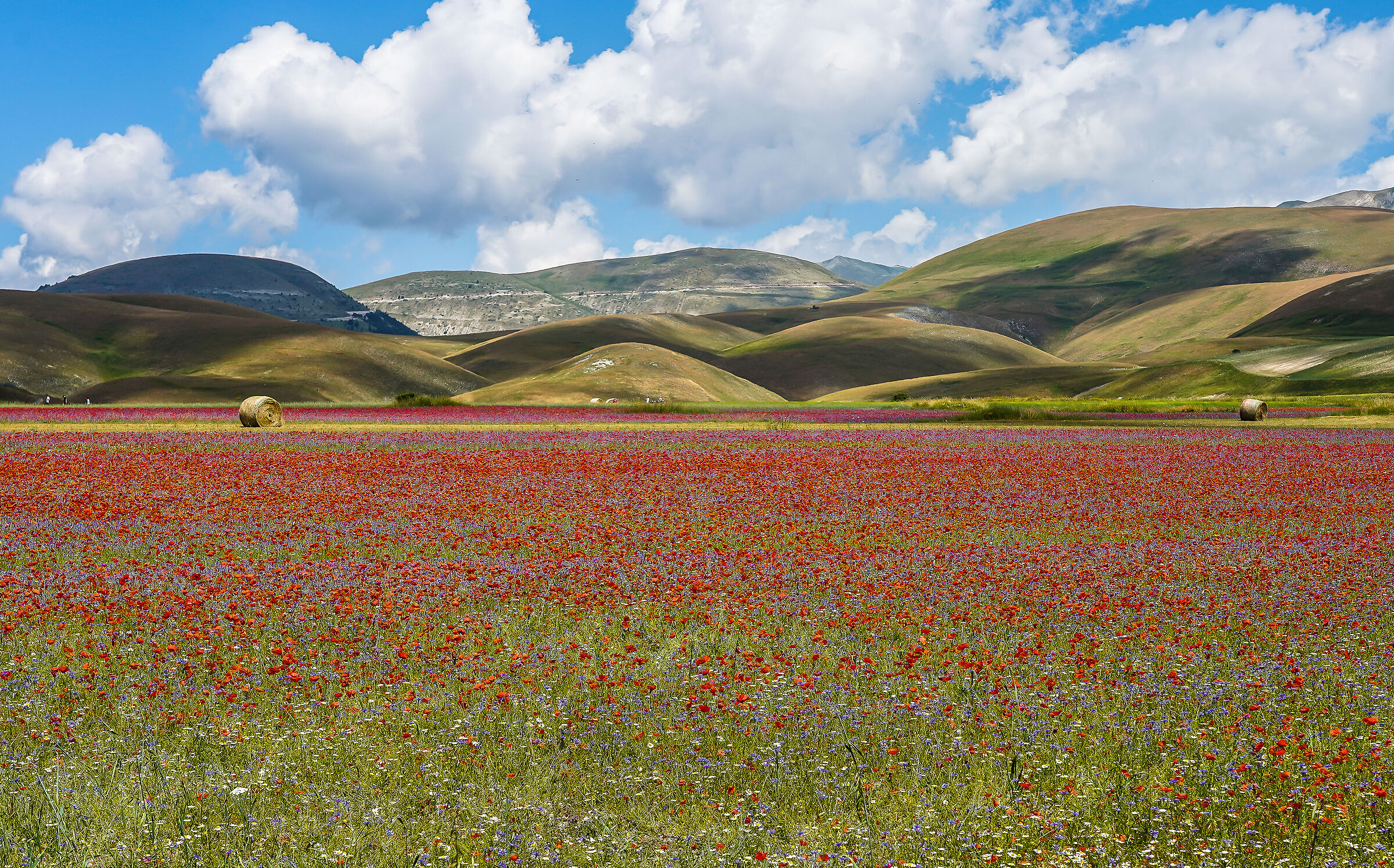 Castelluccio 2023 11