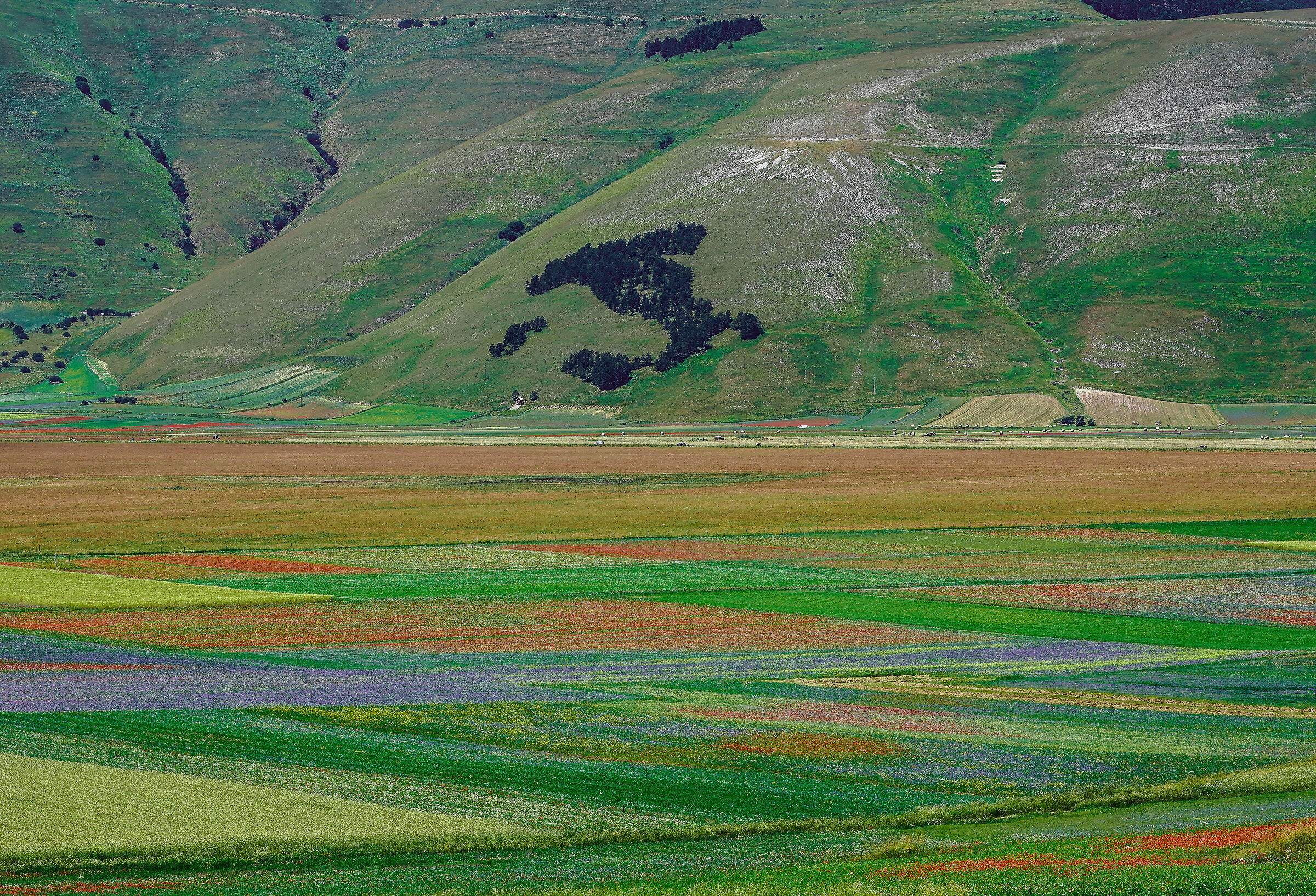 Castelluccio 2023 12