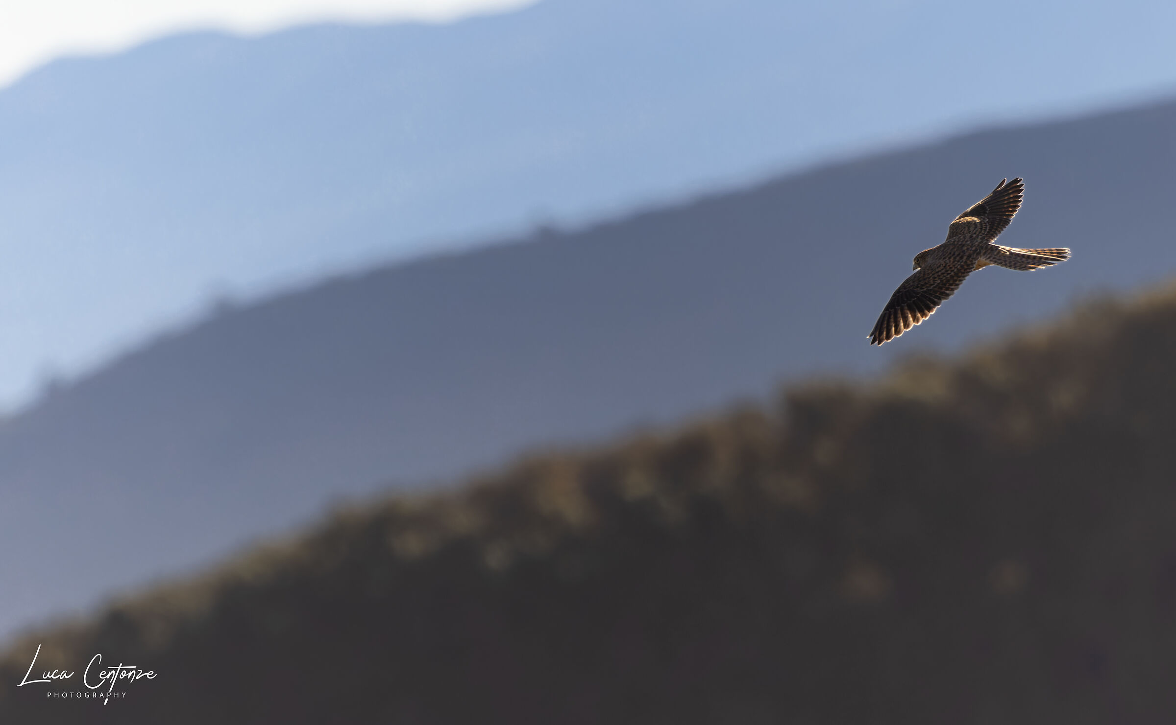 Eurasian Kestrel (Falco tinnunculus)