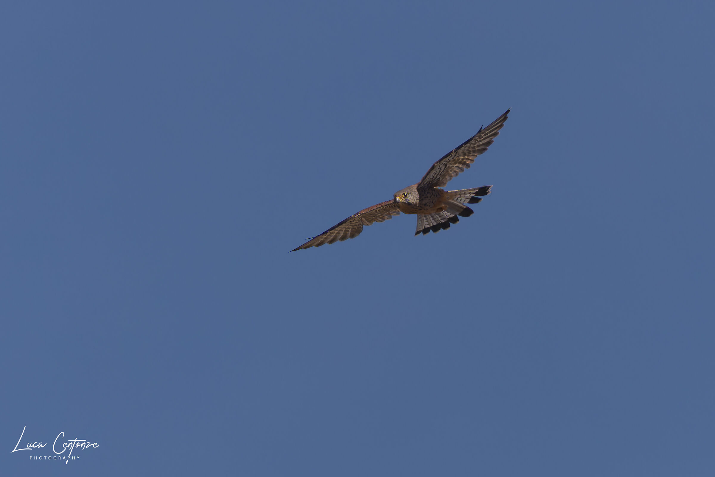 Eurasian Kestrel (Falco tinnunculus)