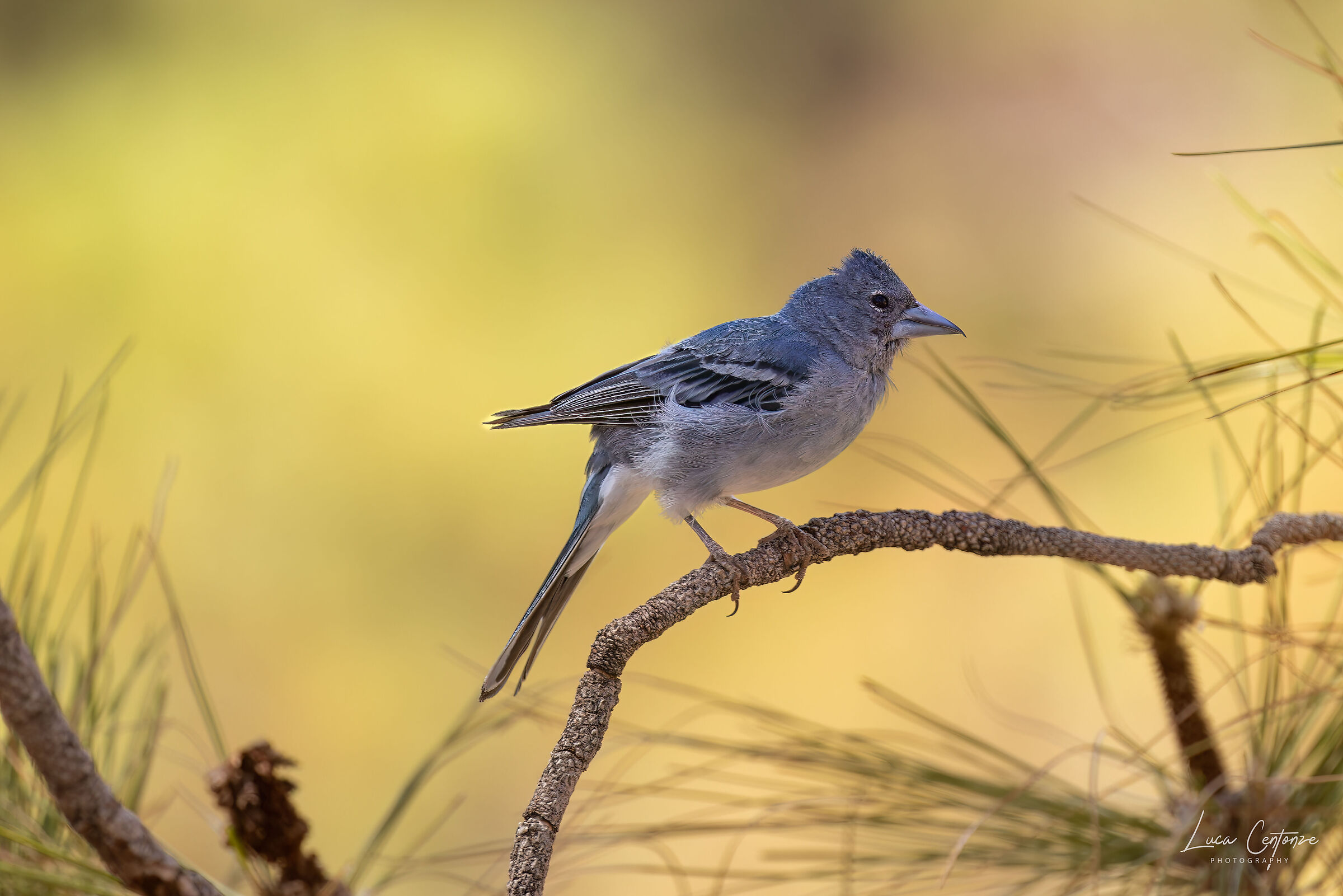 Tenerife Blue Chaffinch (Fringilla teydea)