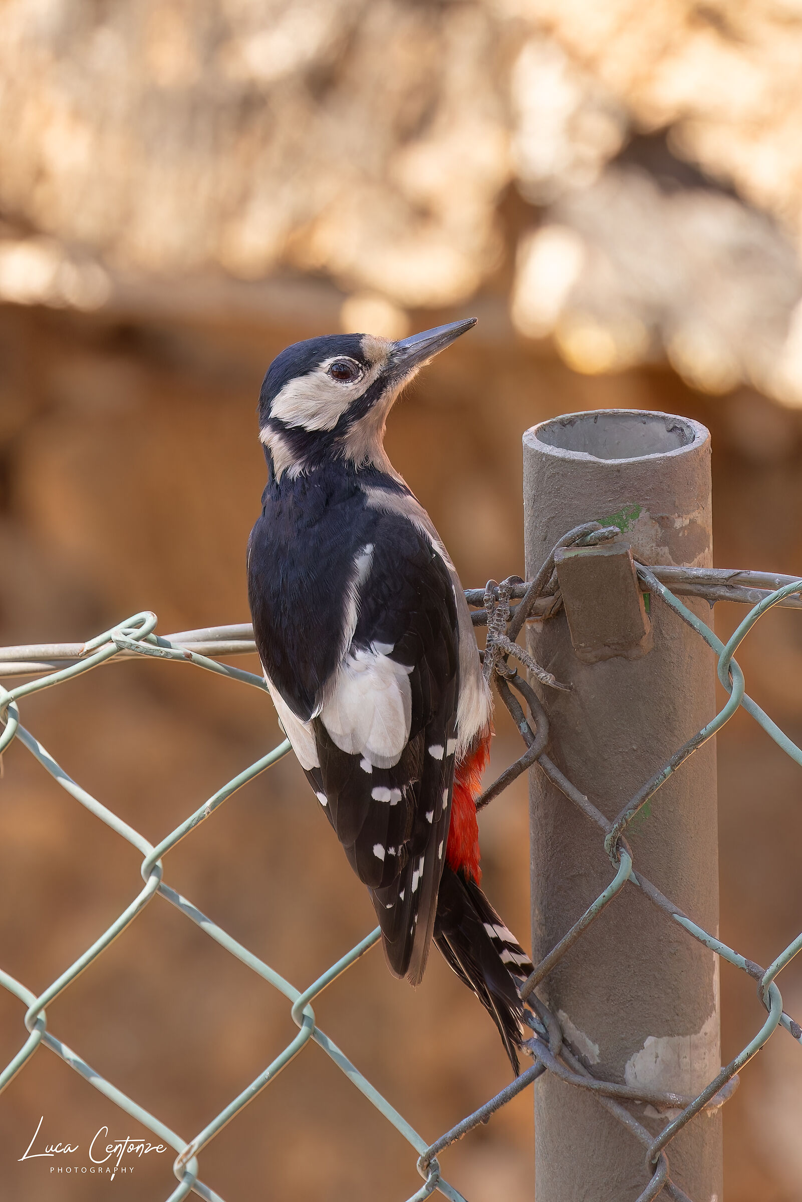 Great Spotted Woodpecker (Dendrocopus major)