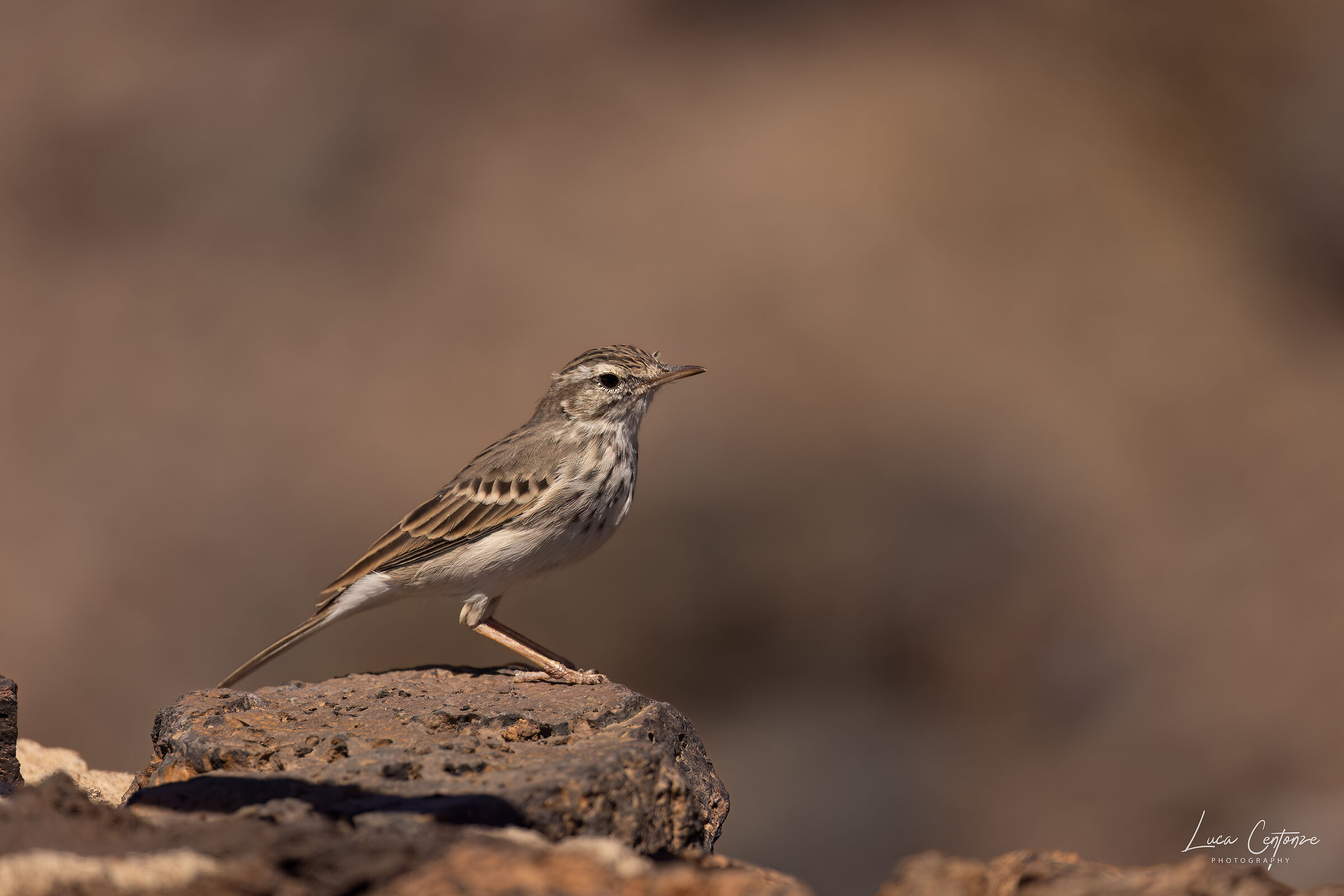 Berthelot's Pipit (Angus berthelotii)