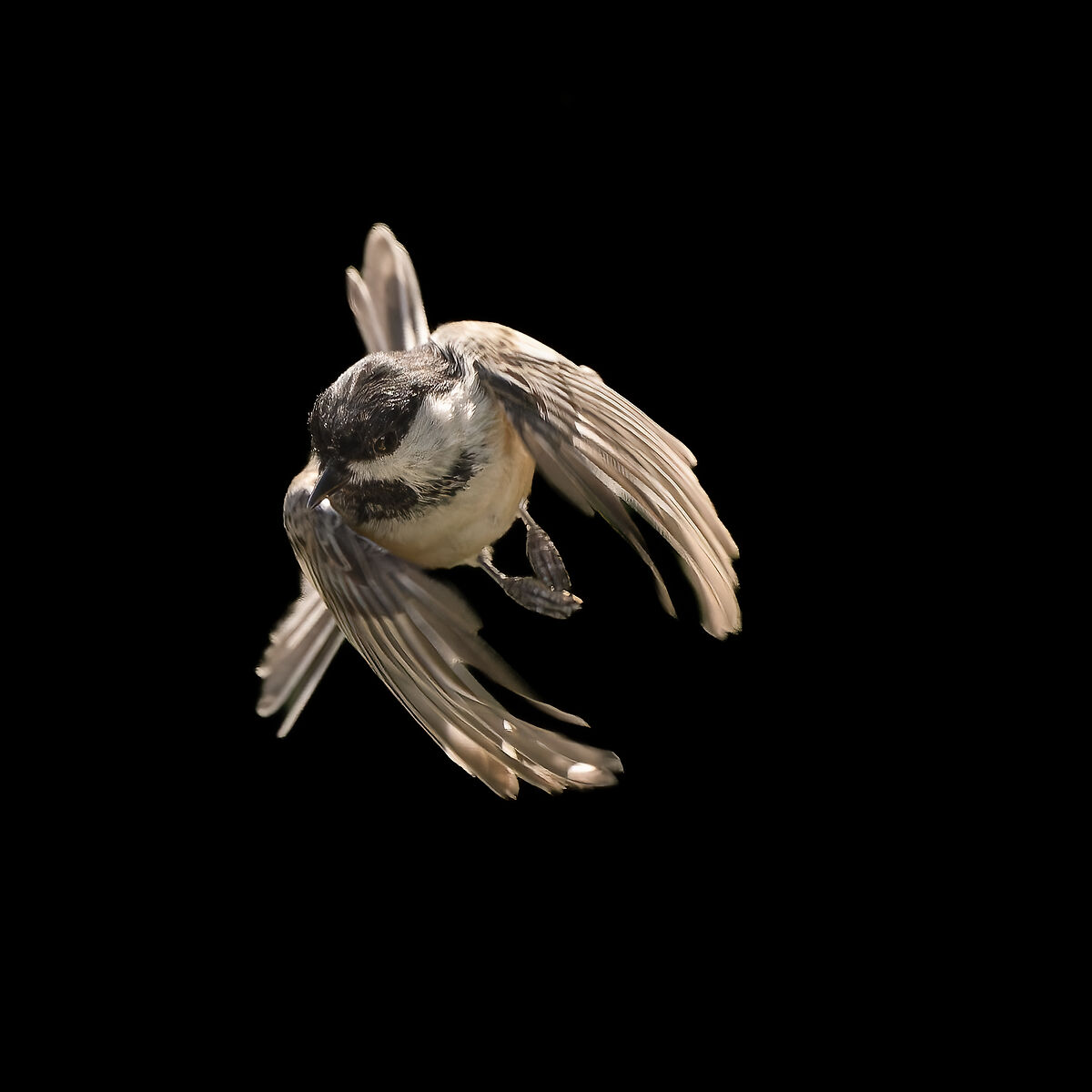 Black-capped chickadee (Poecile atricapillus)