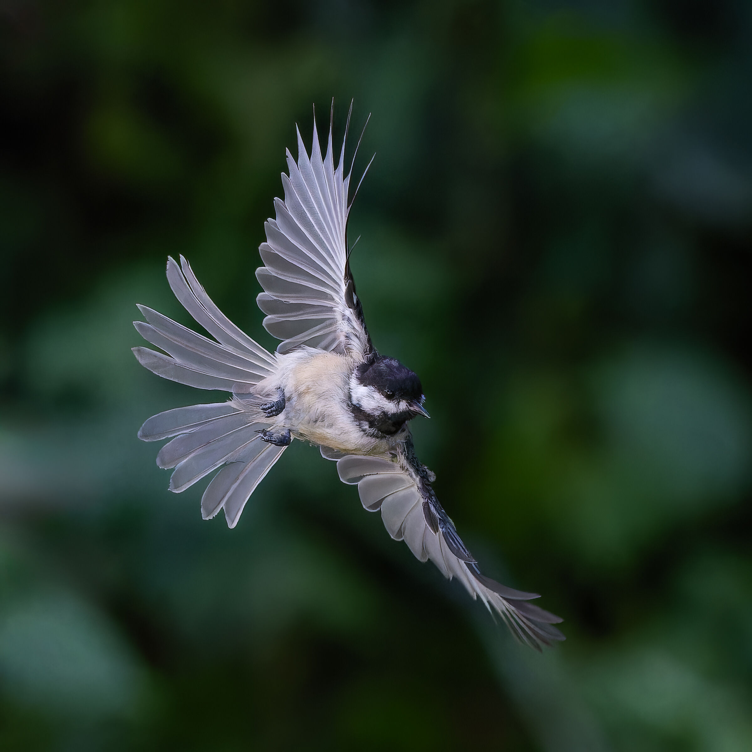 Black-capped chickadee (Poecile atricapillus)