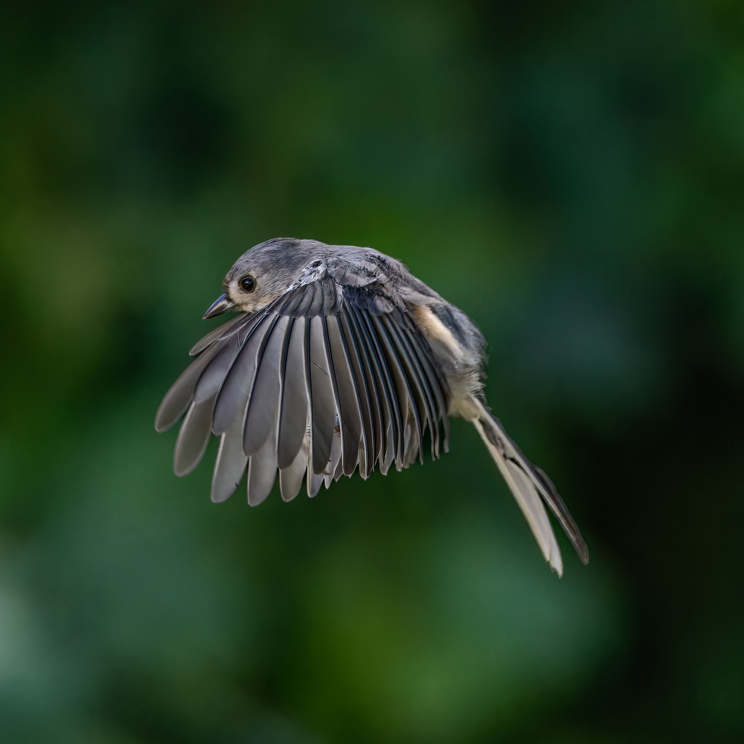 Tufted Titmouse (Baelophus bicolor)