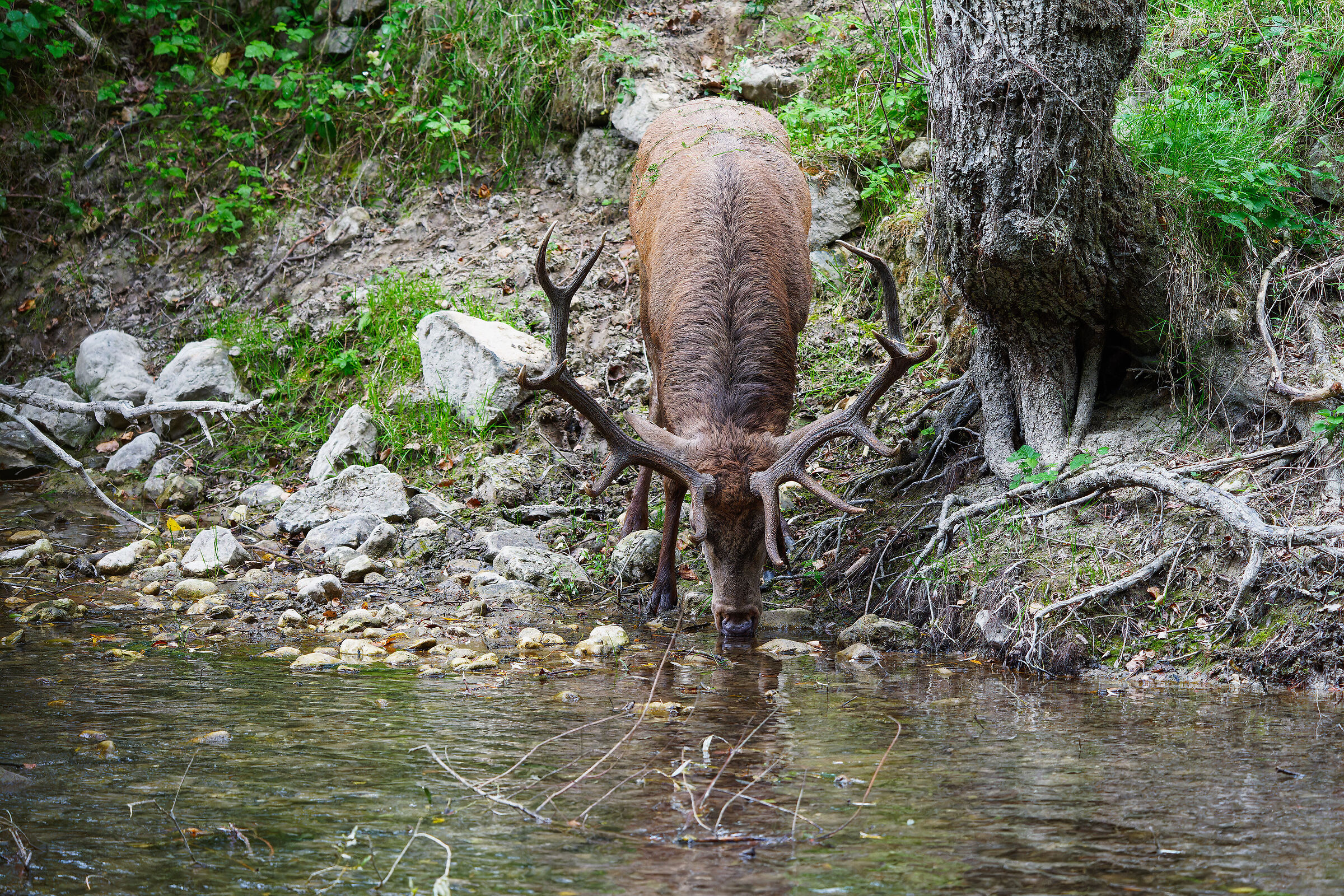 Cervo adulto con palco a dodici punte