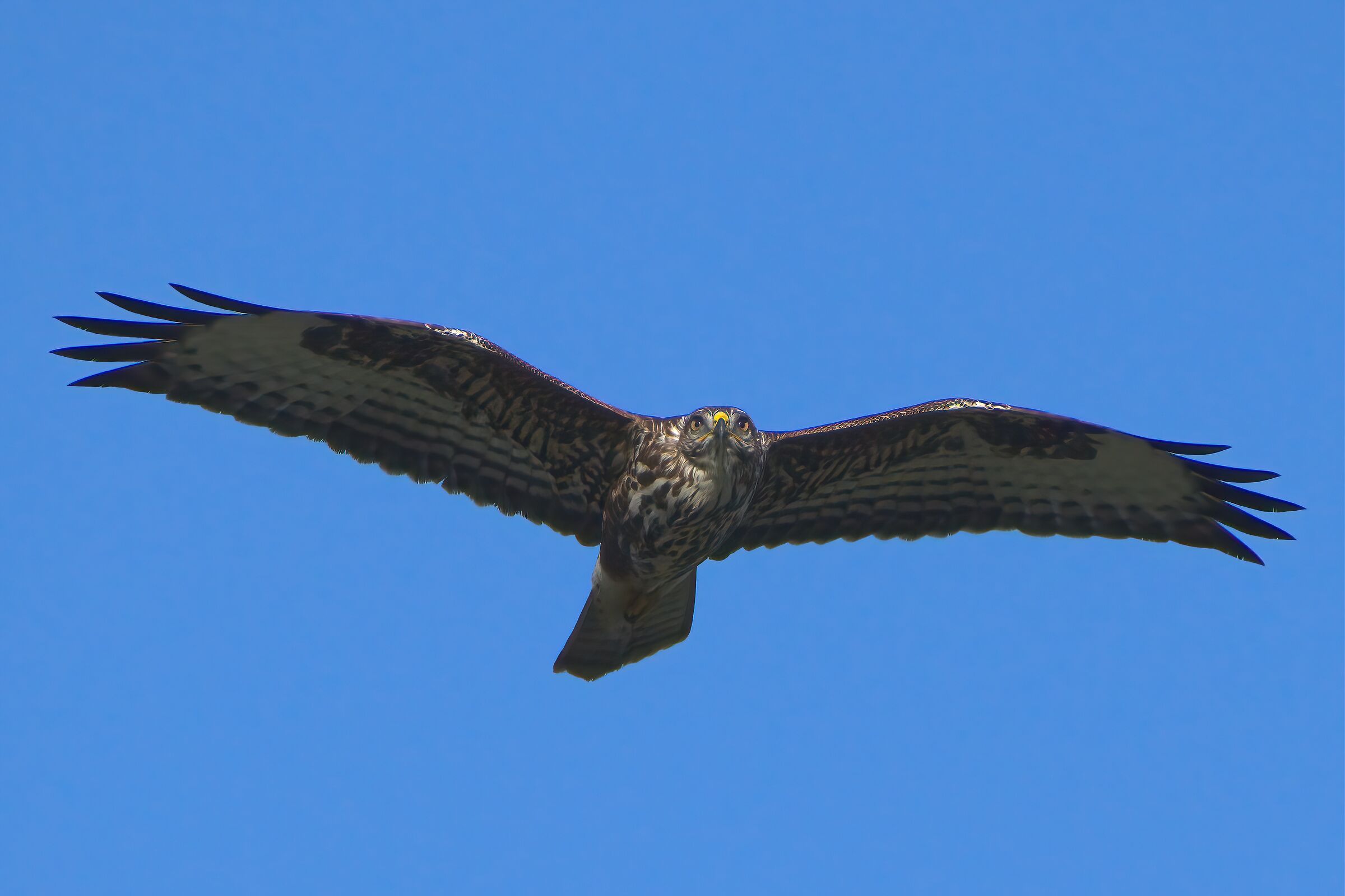 Poiana (Buteo buteo)
