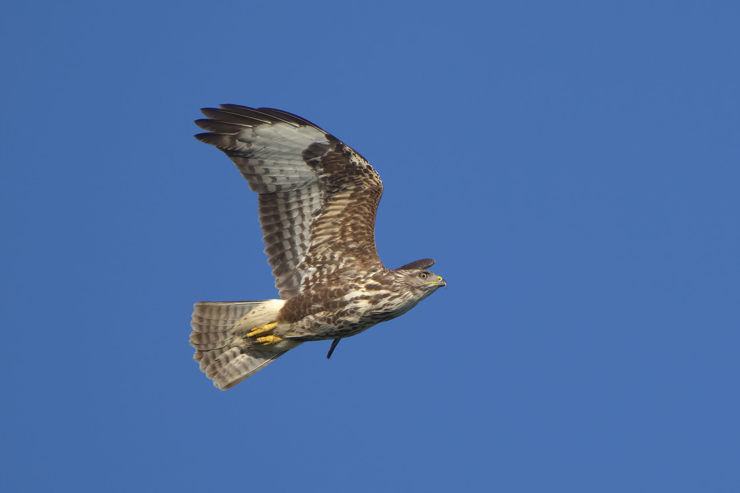 Poiana (Buteo buteo)