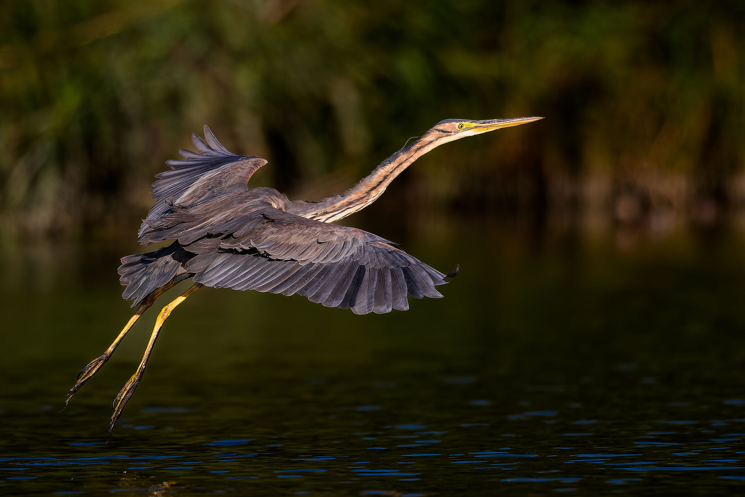 The red heron