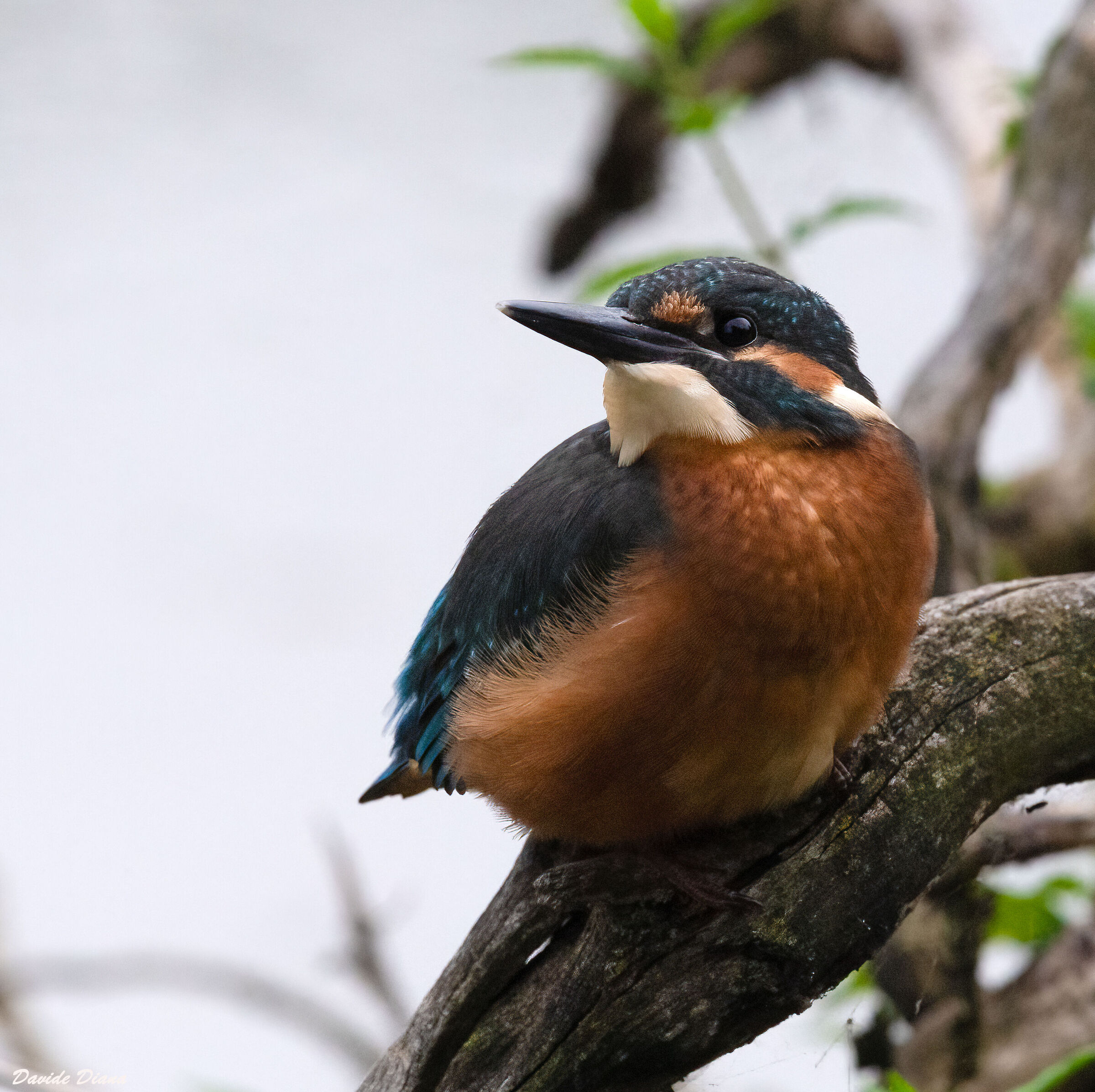 Kingfisher