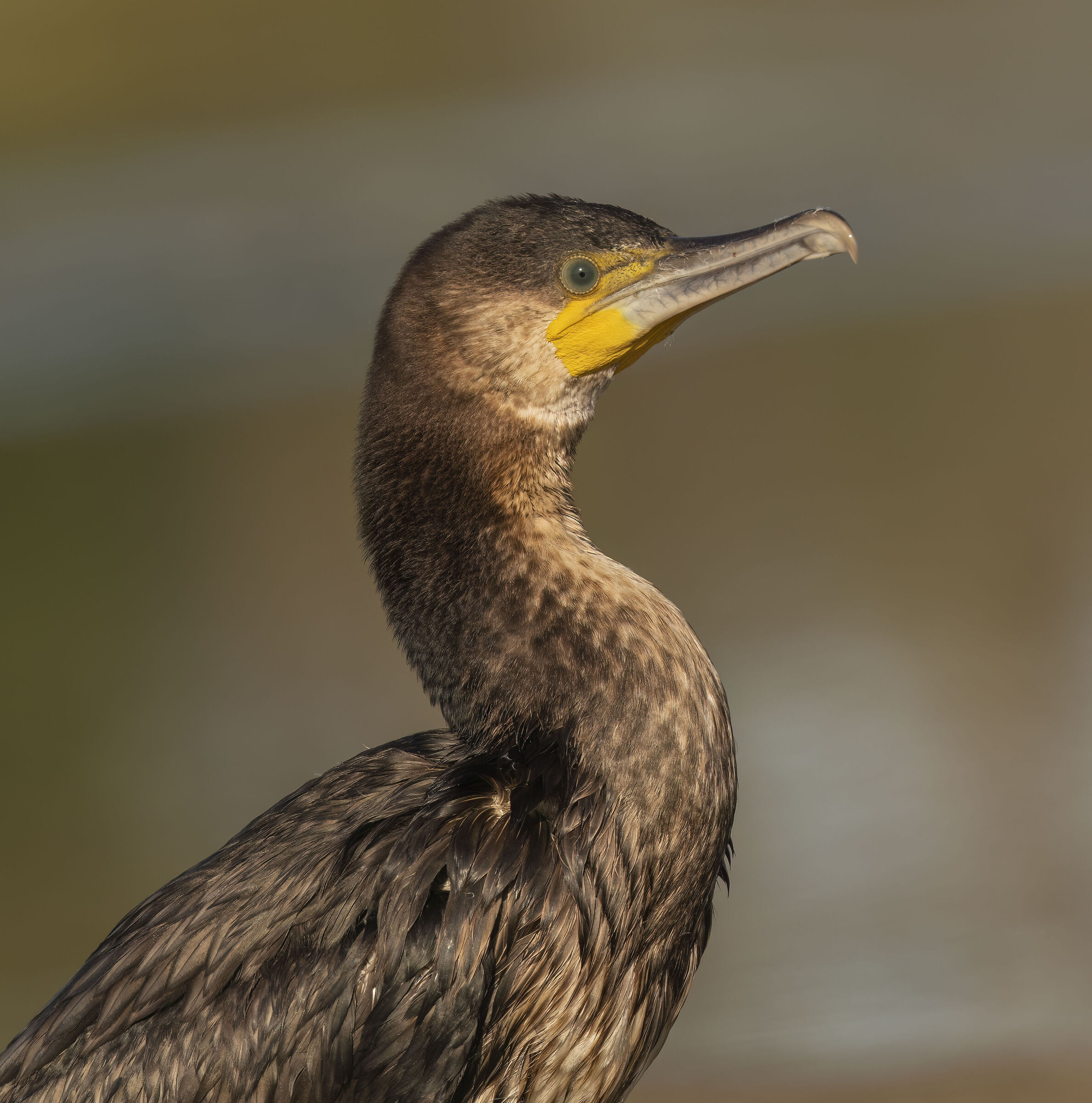 Cormorant