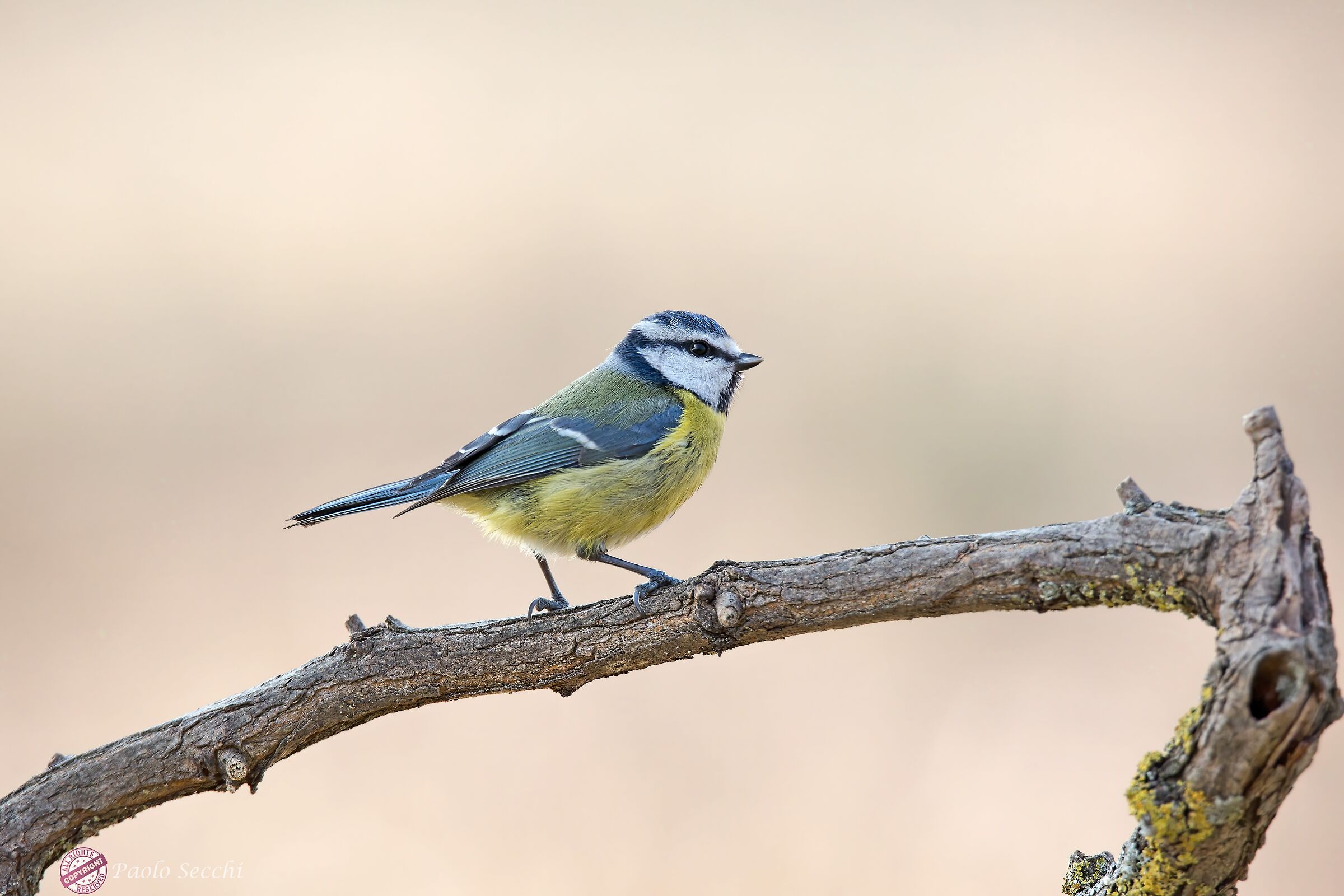Blue tit profile