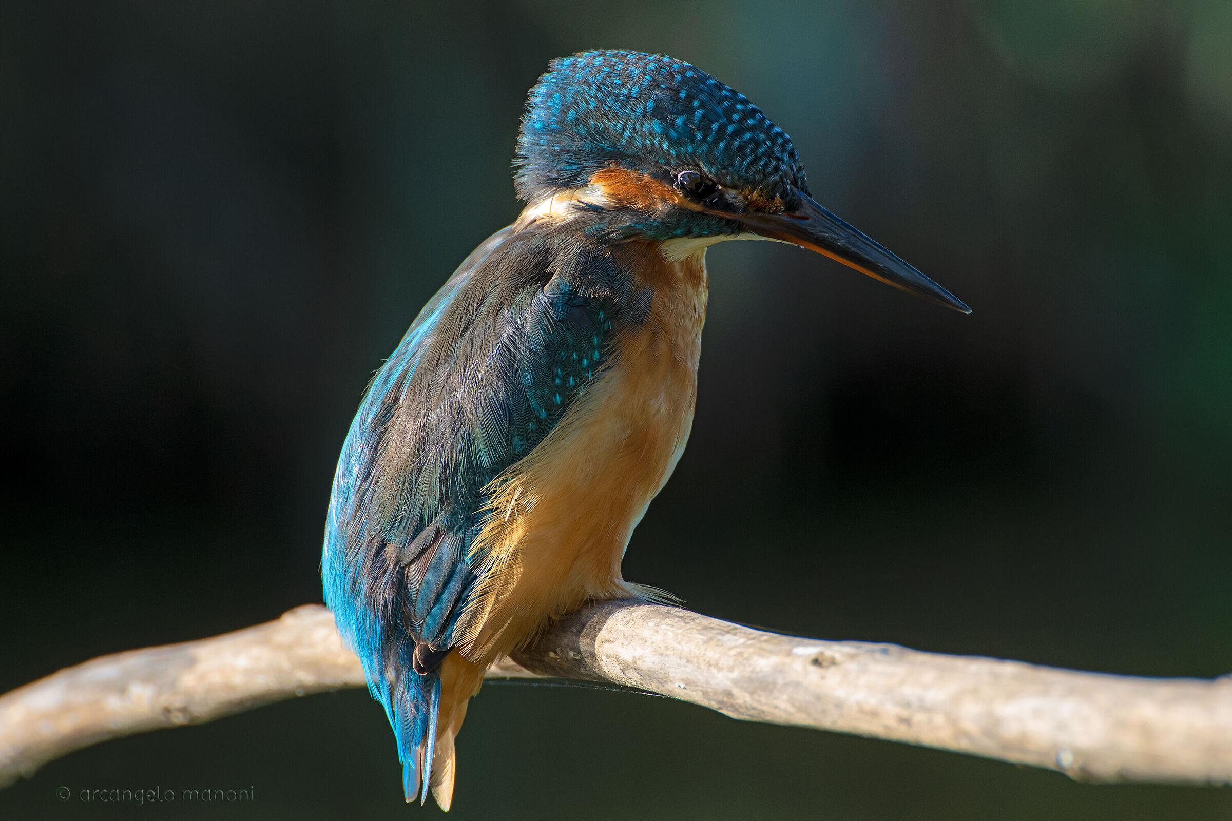 The martin with 70-300 Tamron