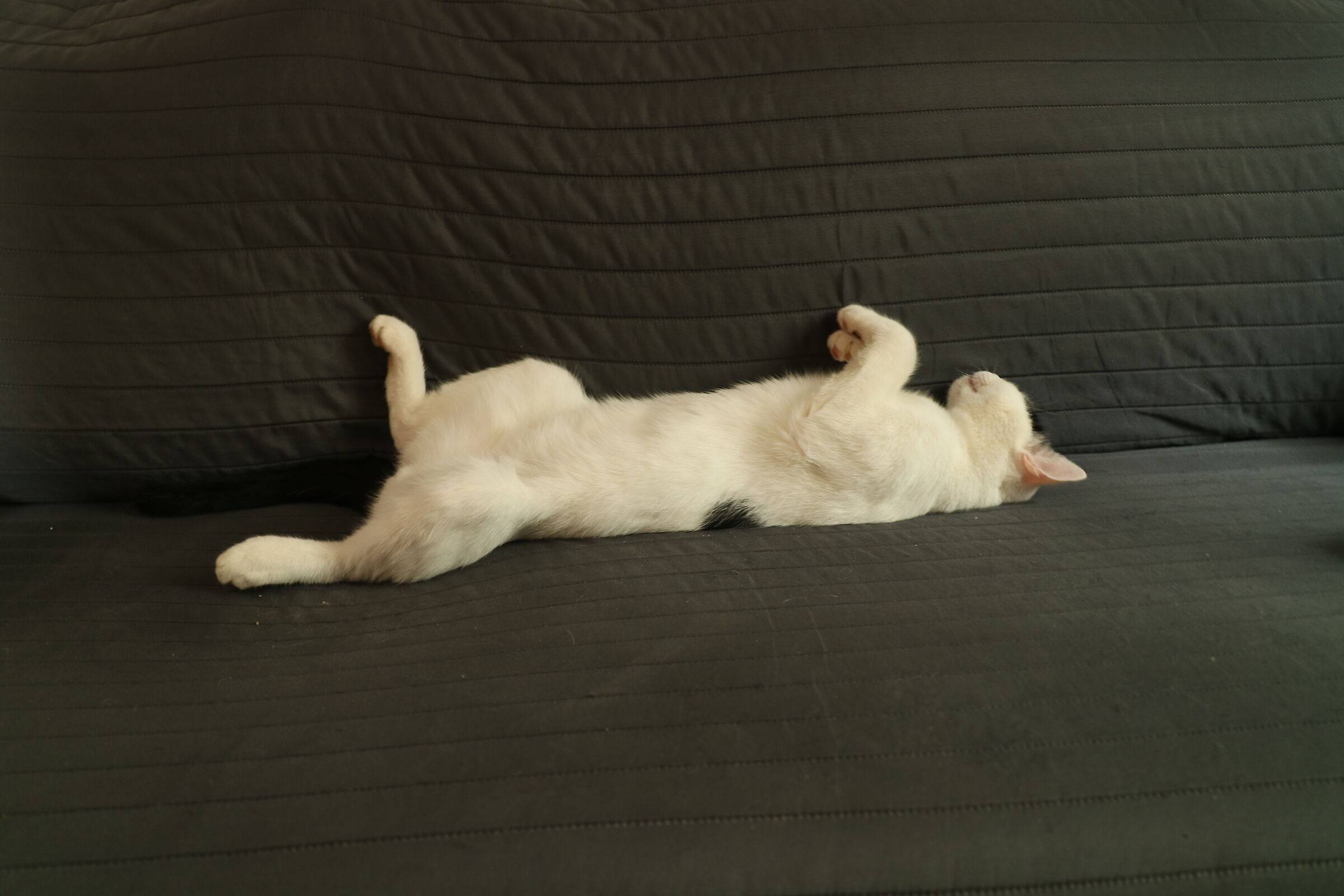 Feline Relax