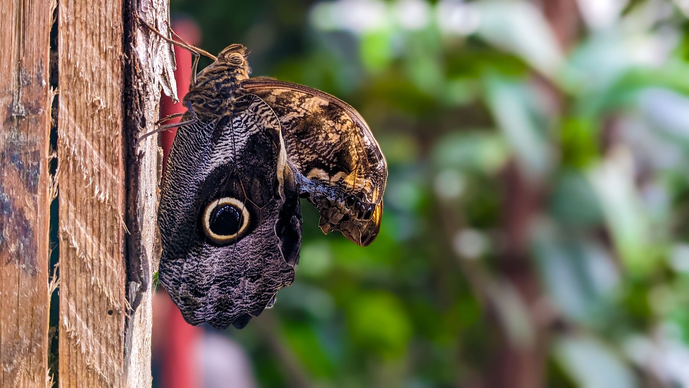 Evoluzione a nuova vita.