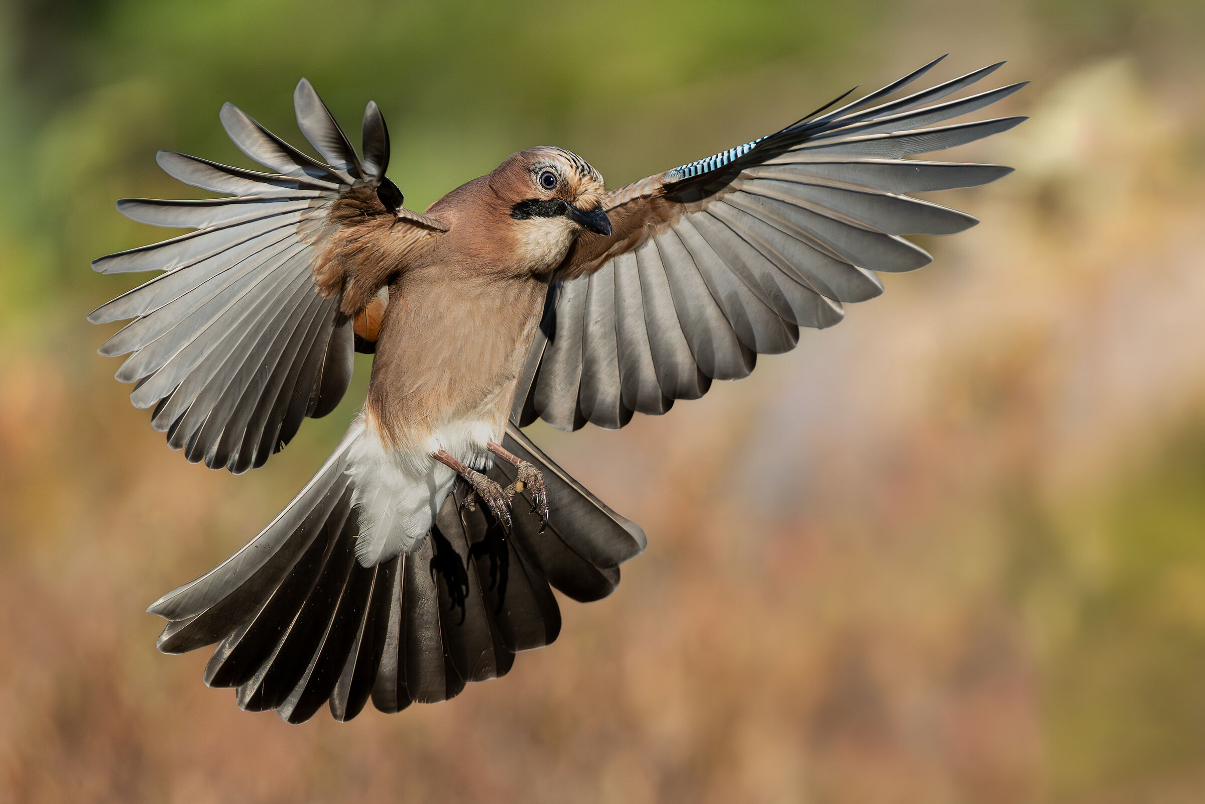 Ghiandaia comune in osservazione
