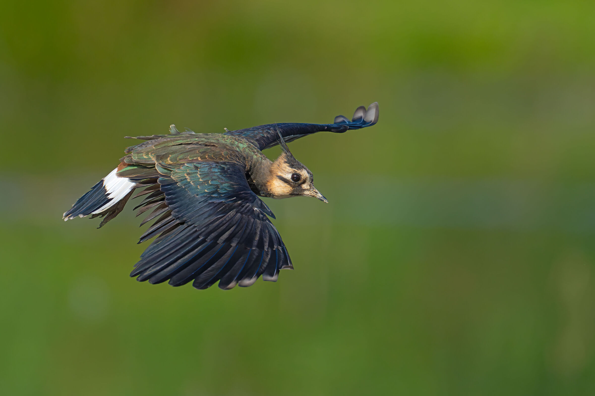 Lapwing