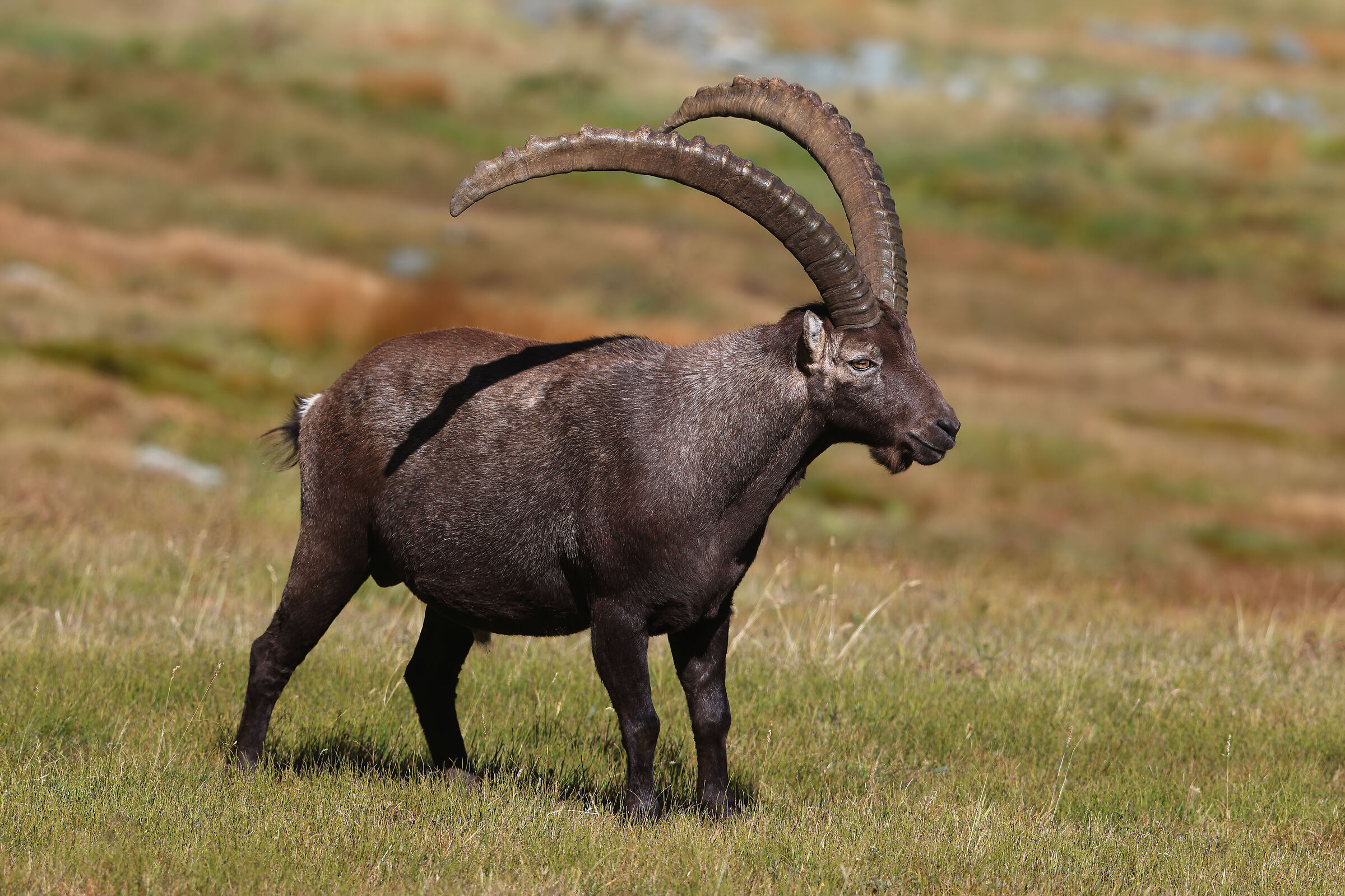 Ibex in autumn colors
