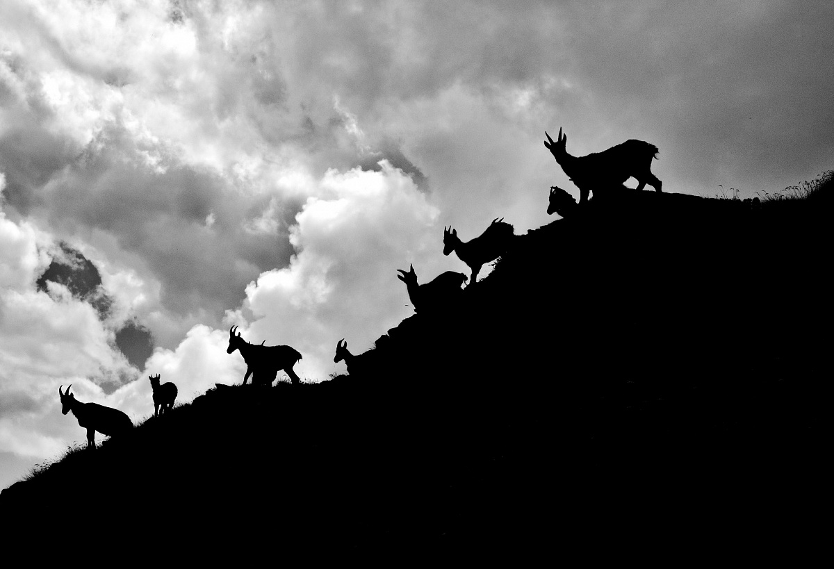 Watching the Wildlife