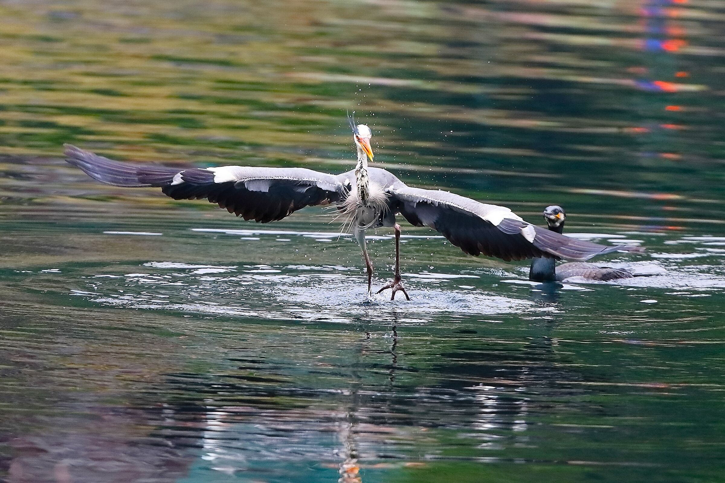Cenerino 30 aprile 2023