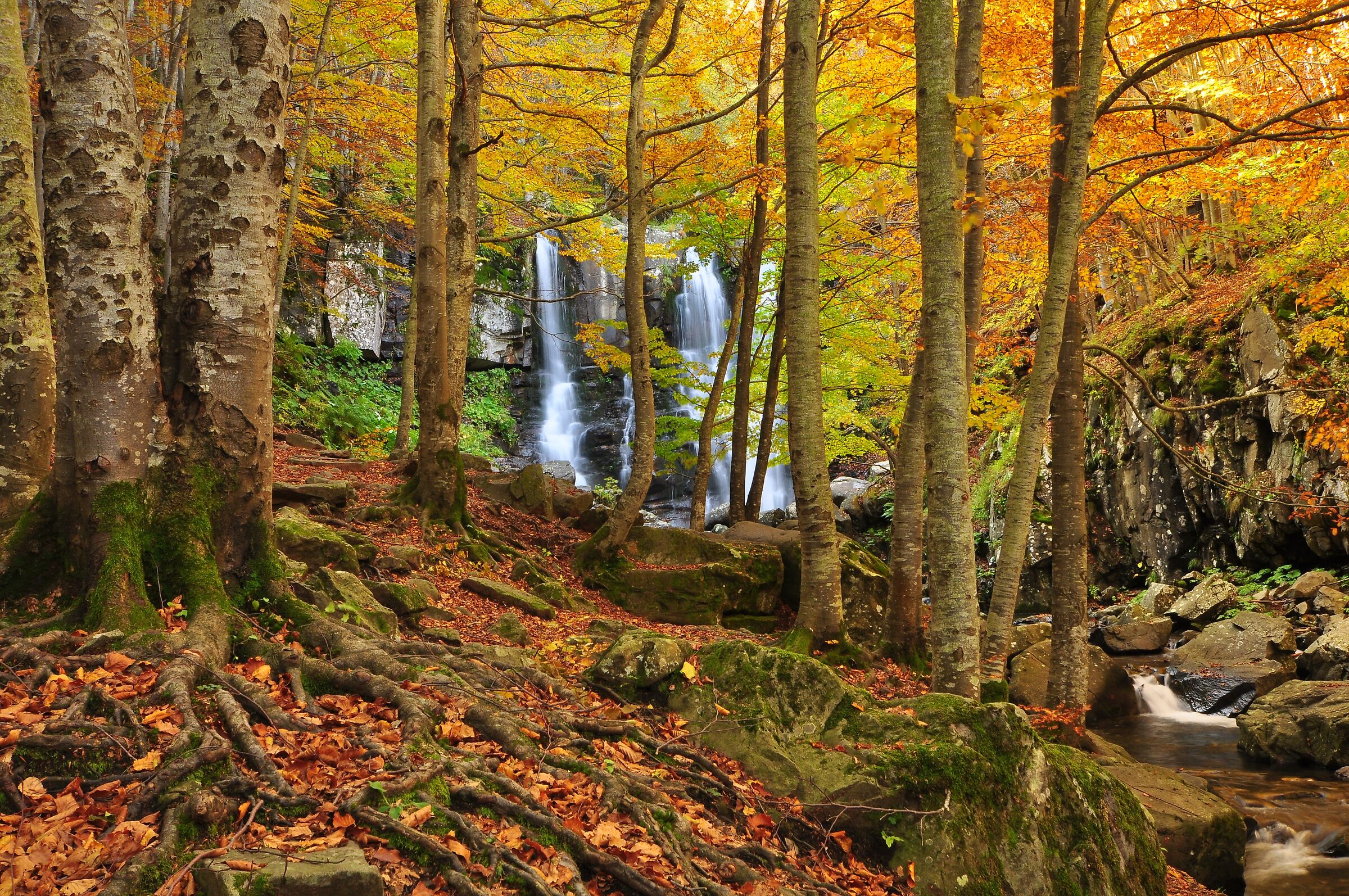 Return to the old forest