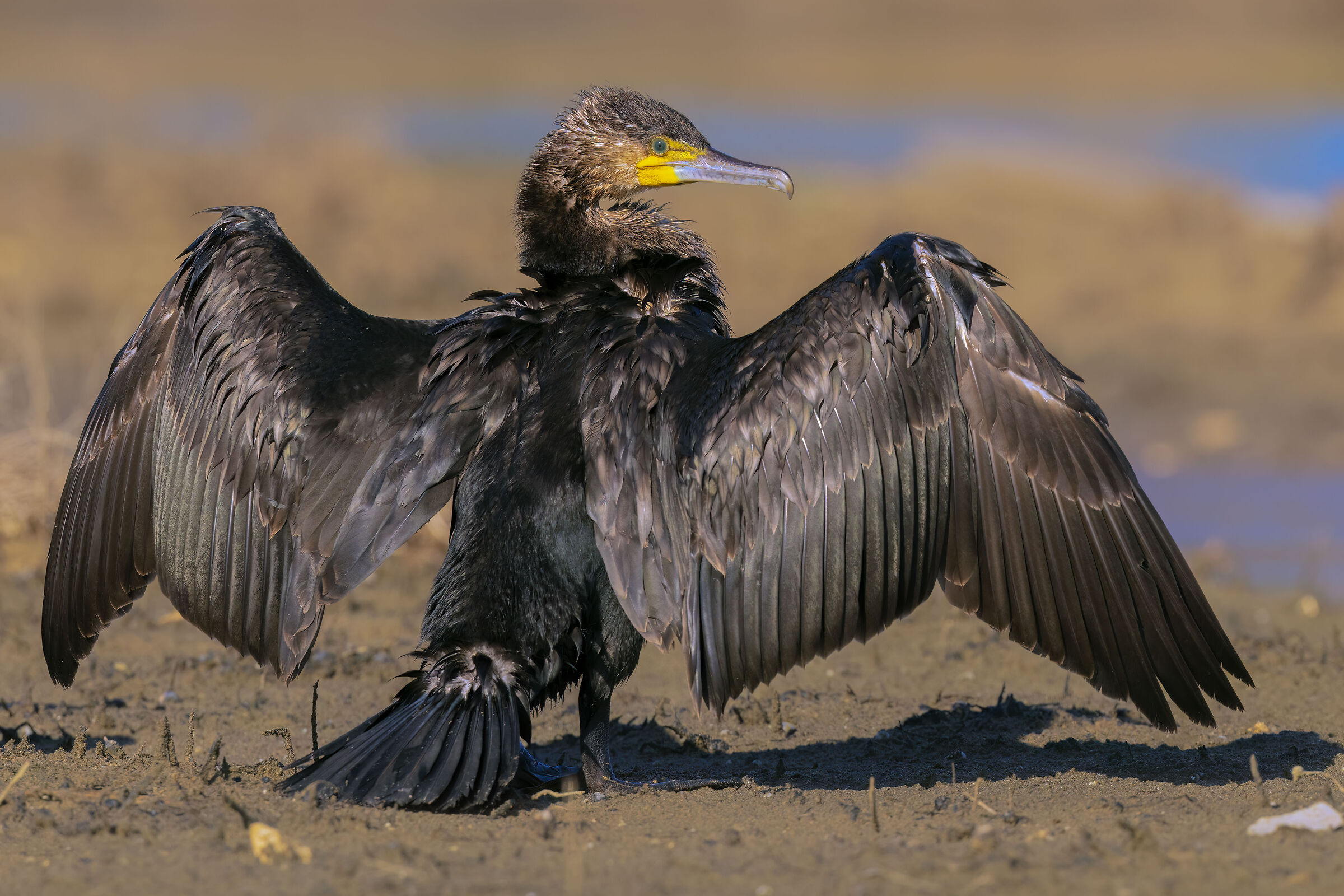 Cormorano