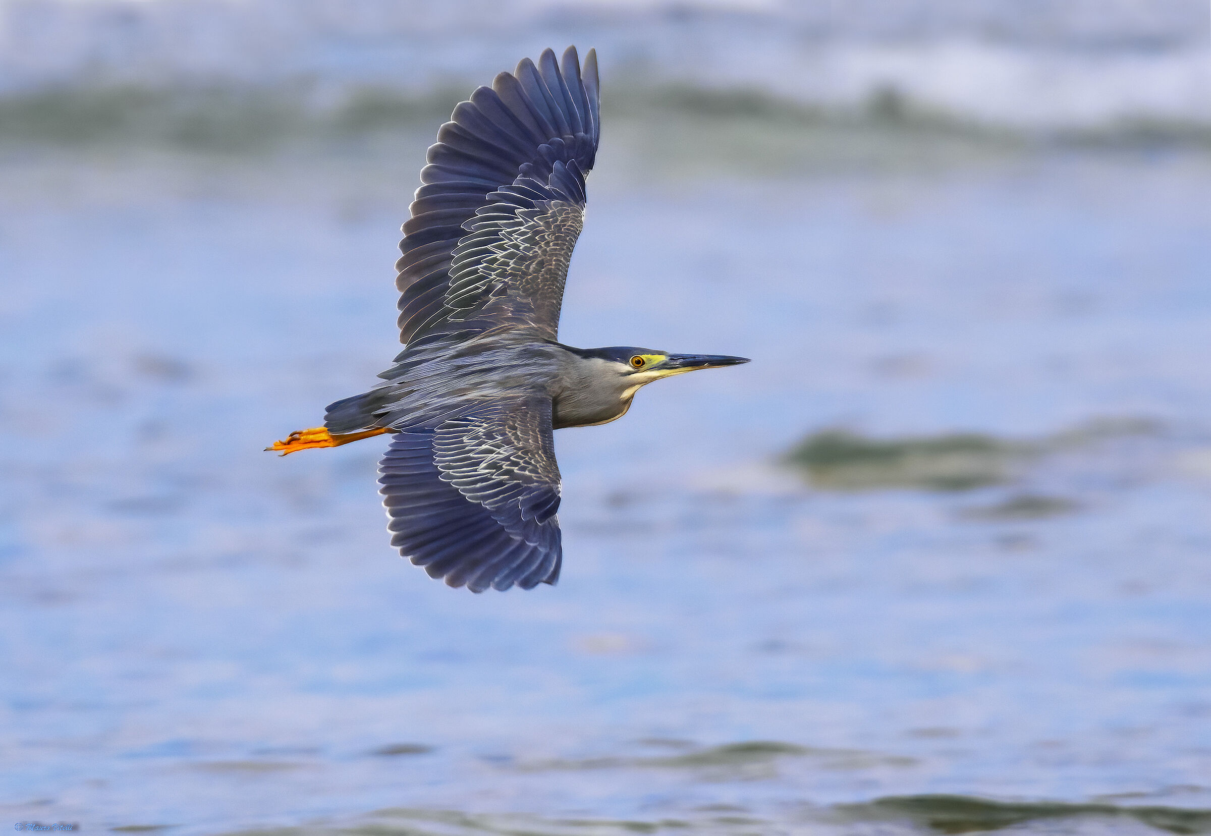 Striped heron (Butorides striata)
