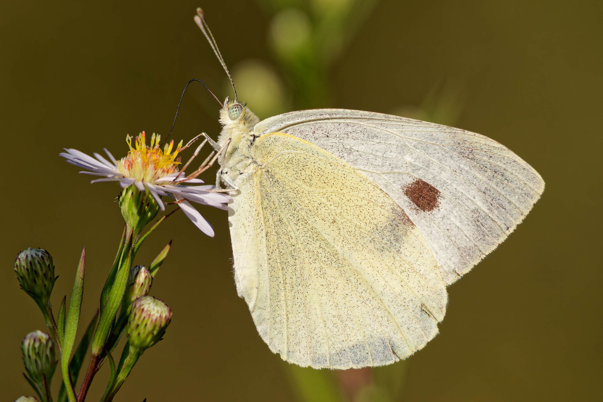 Parco Nord Milan, September 2023