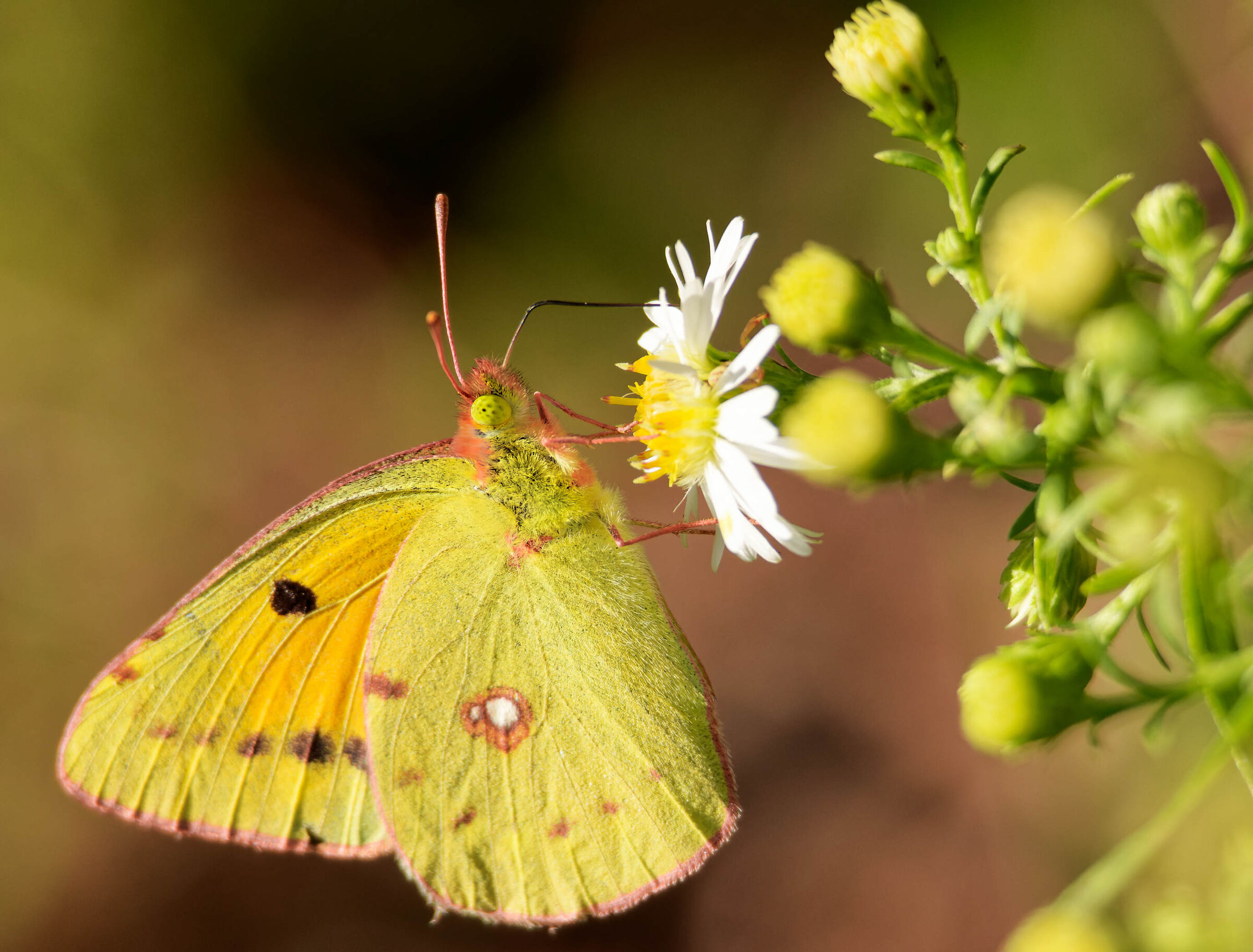 Parco Nord Milan, September 2023