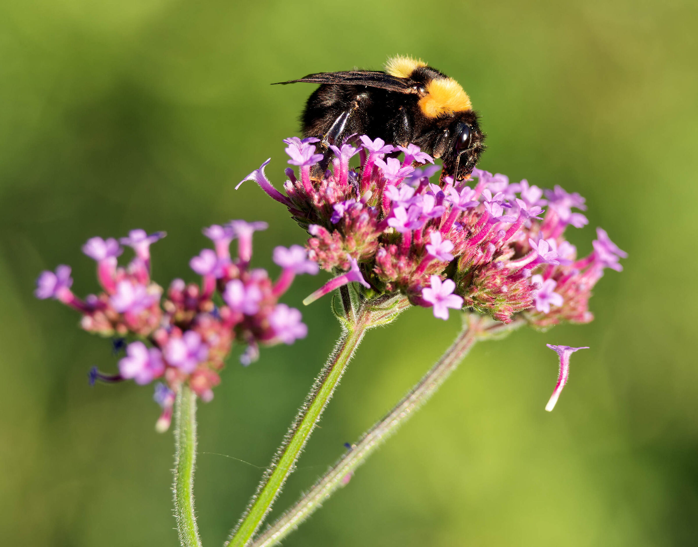 Parco Nord Milan, September 2023