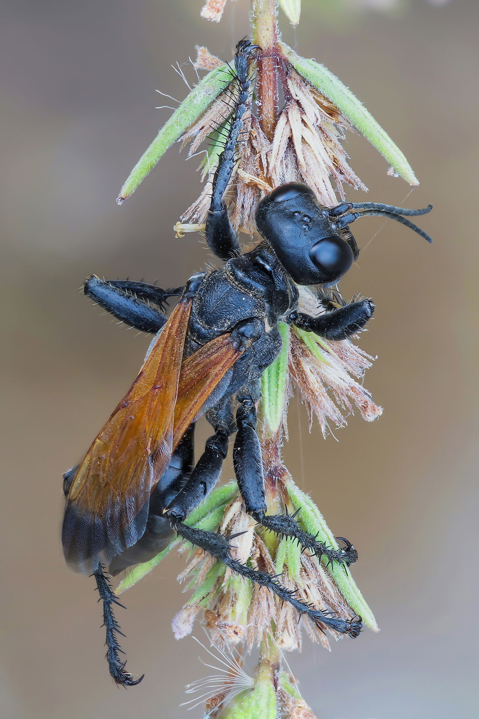 Sphecidae subfuscatus