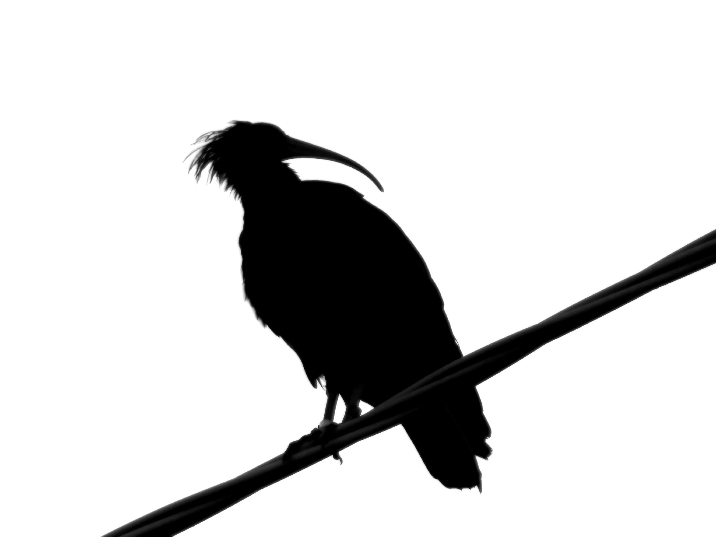 Ibis Sacro su di un cavo