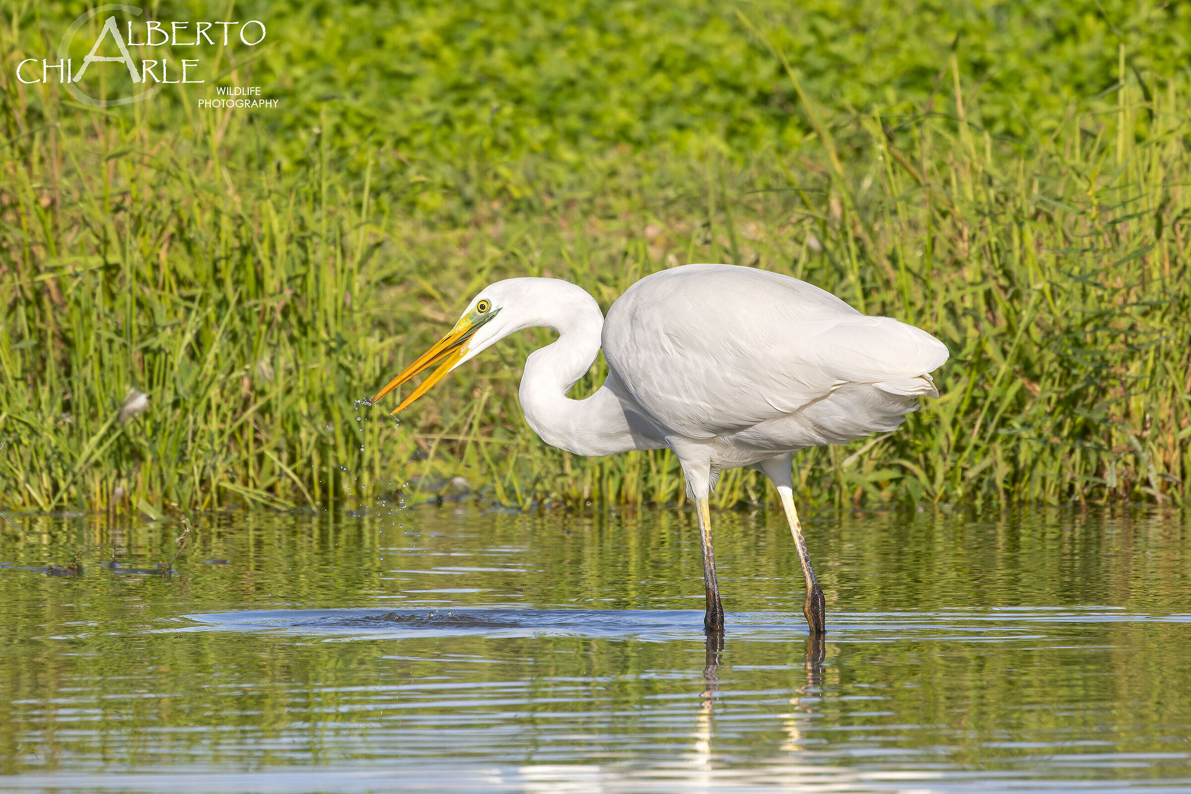 The elegance of the white heron