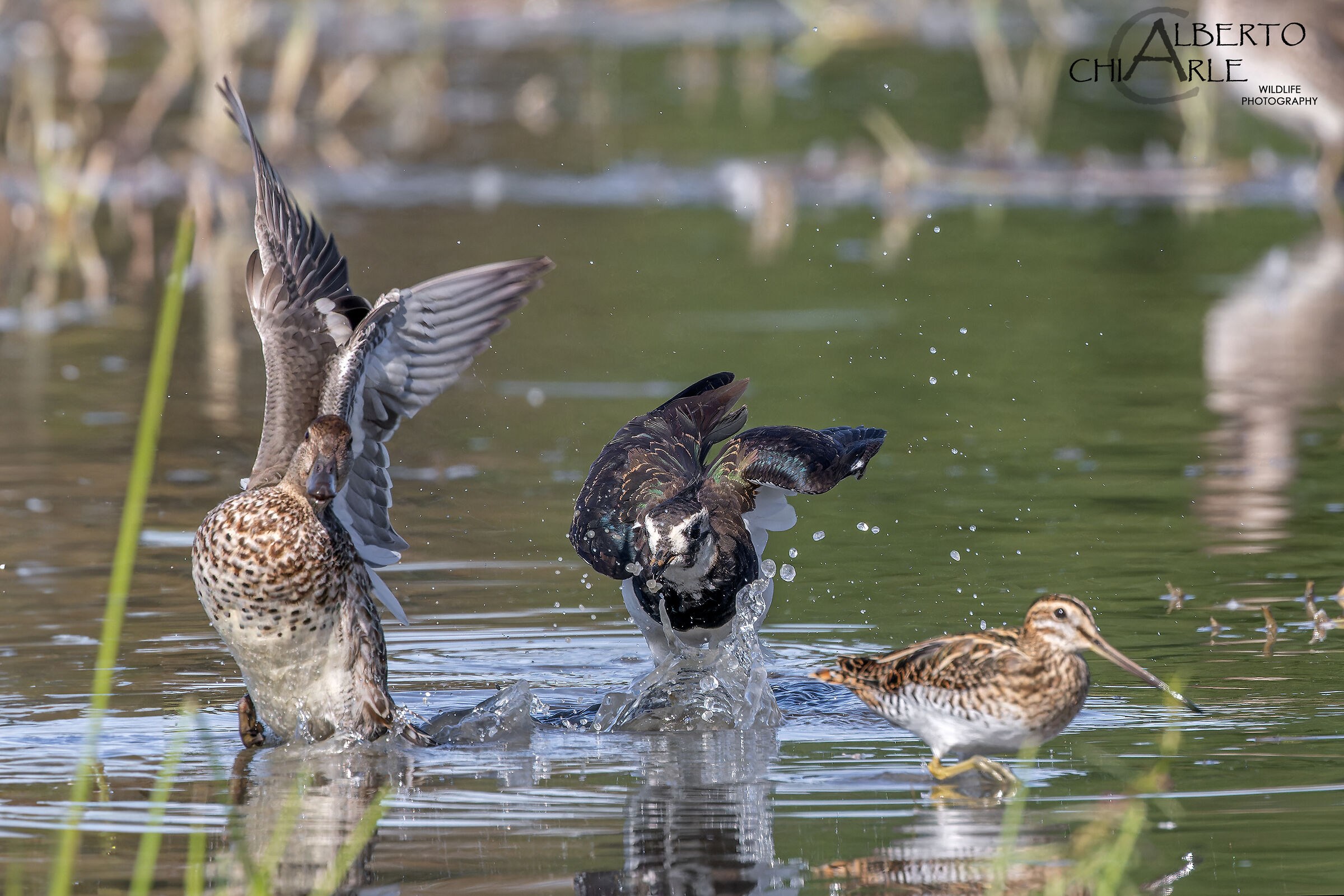 Pavoncella nervosa...