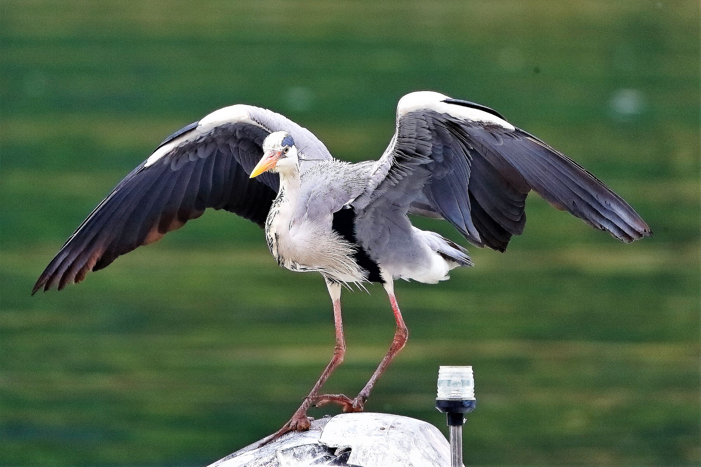 Cenerino 30 aprile 2023