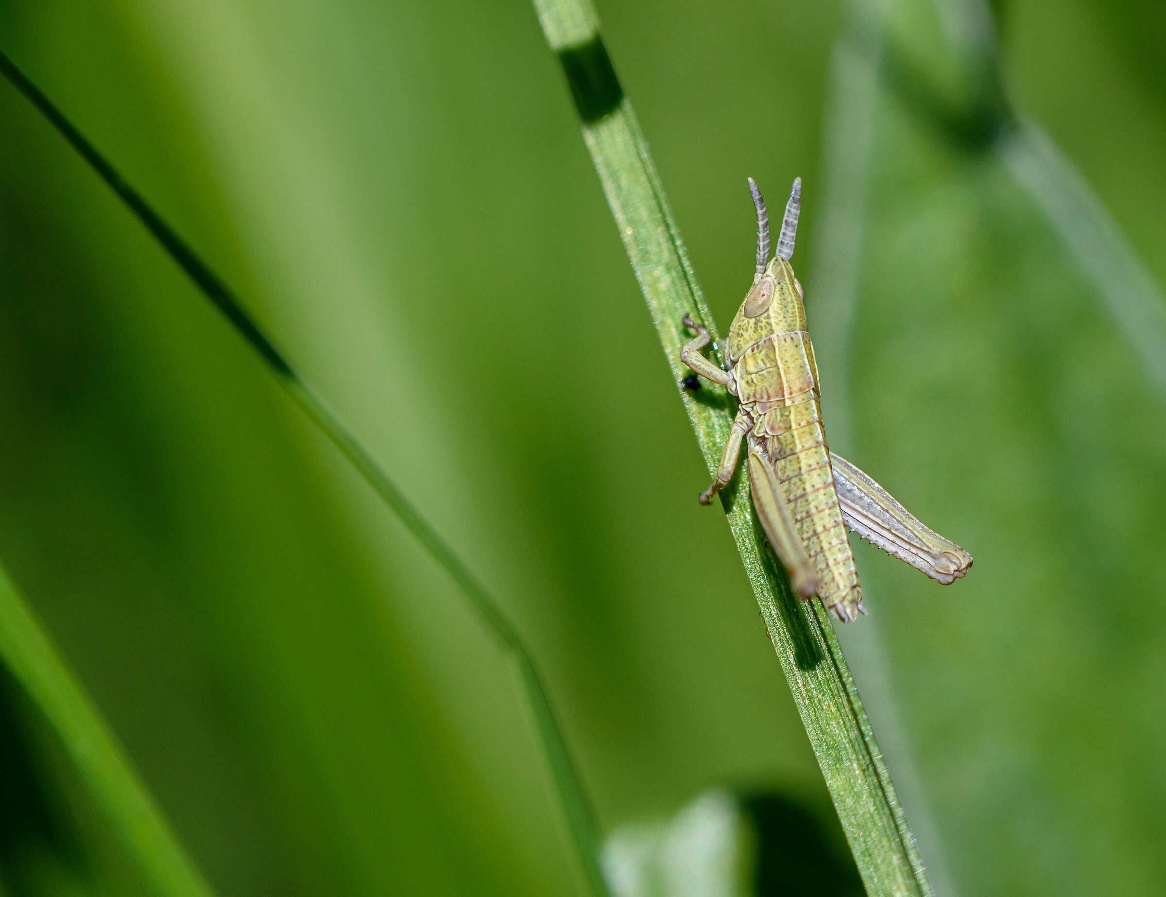 The cricket