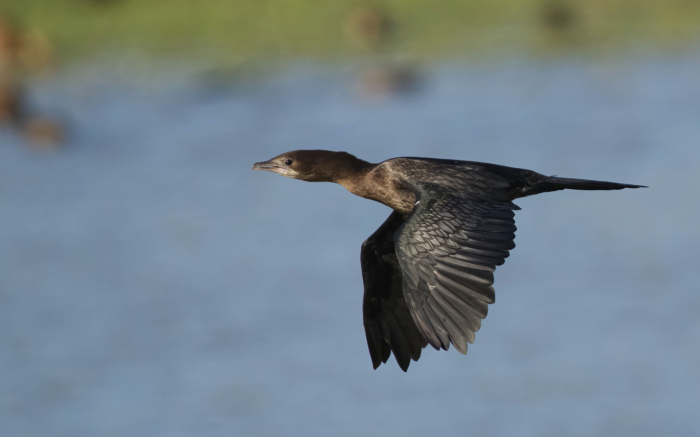Corshag (Microcarbo pygmeus)