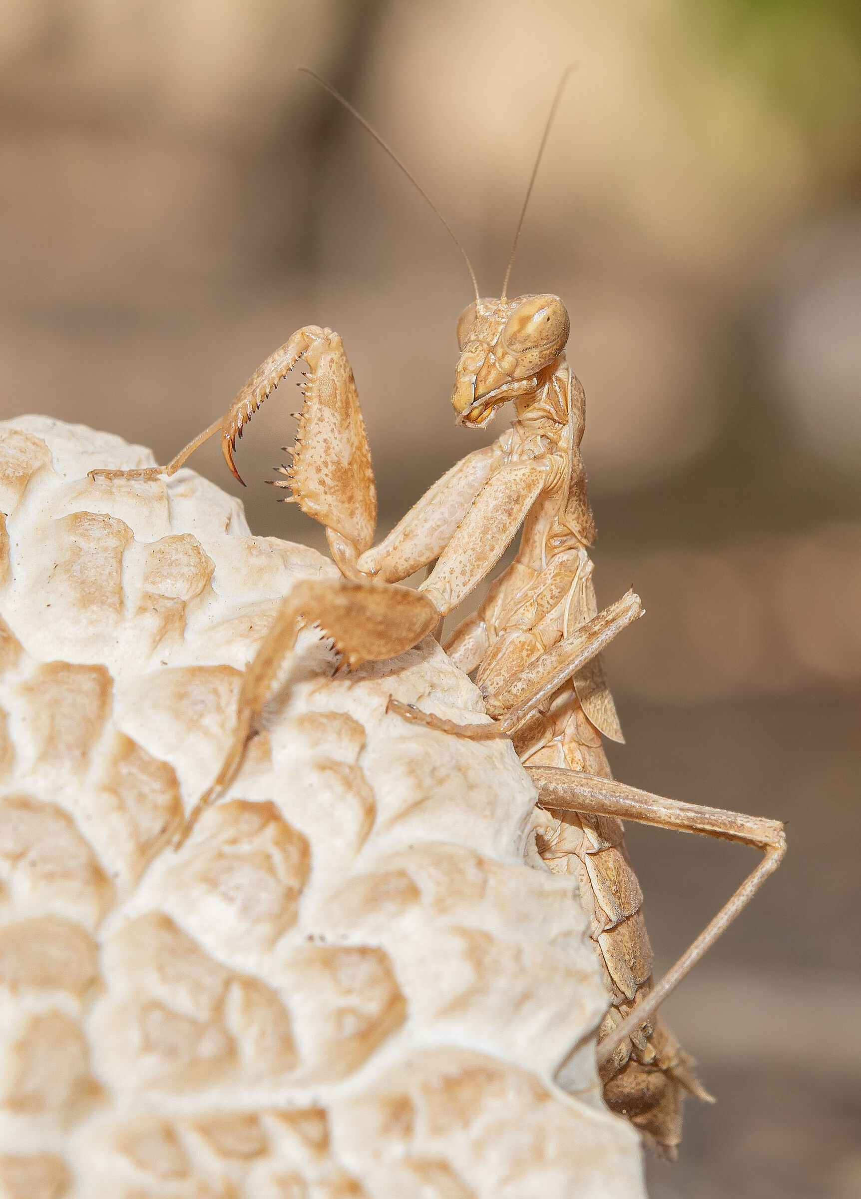 Female dwarf mantis