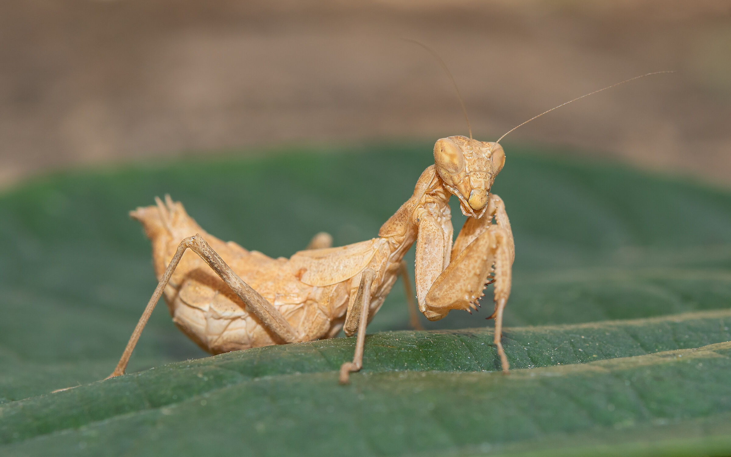Female dwarf mantis