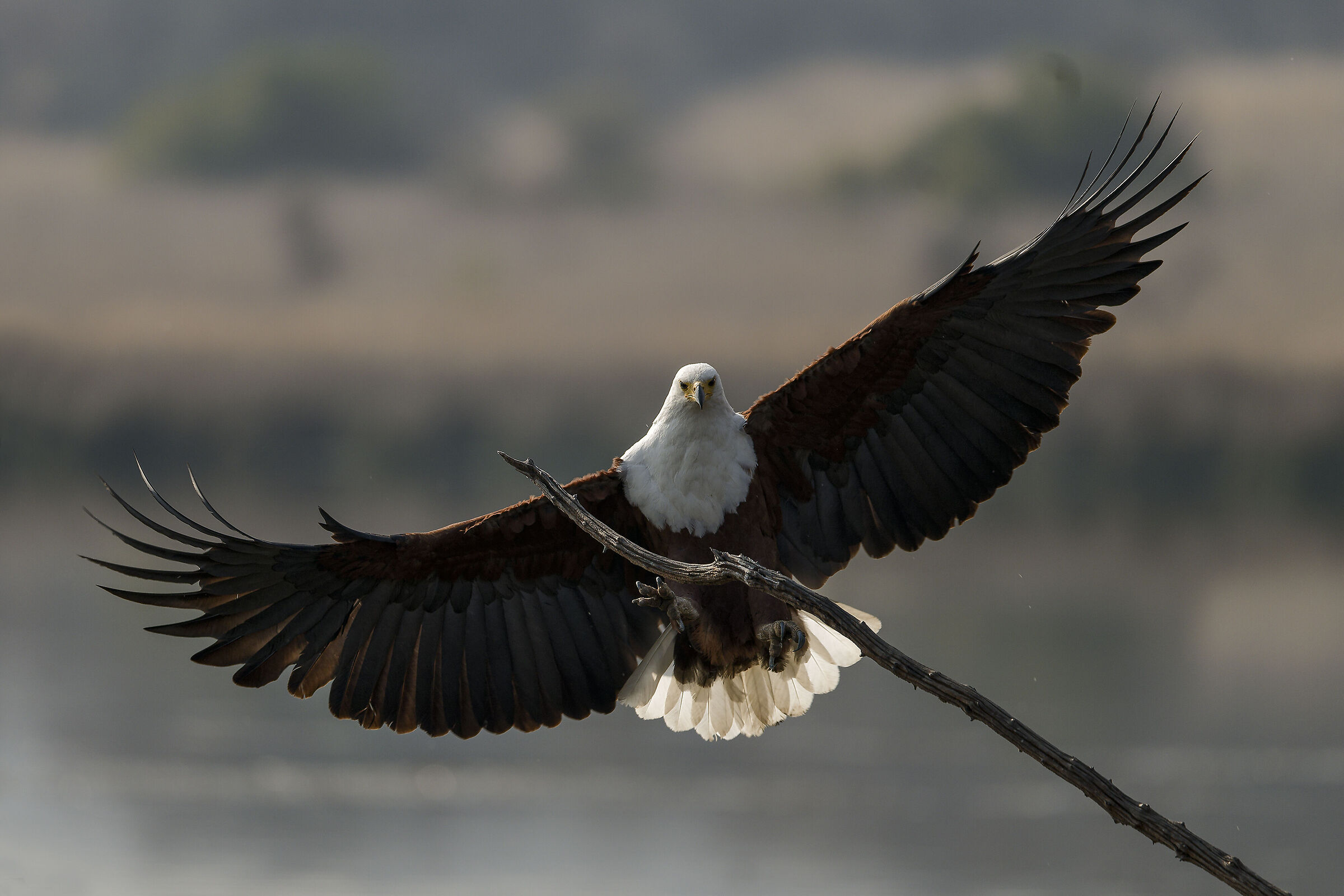 African fish eagle..soft landing