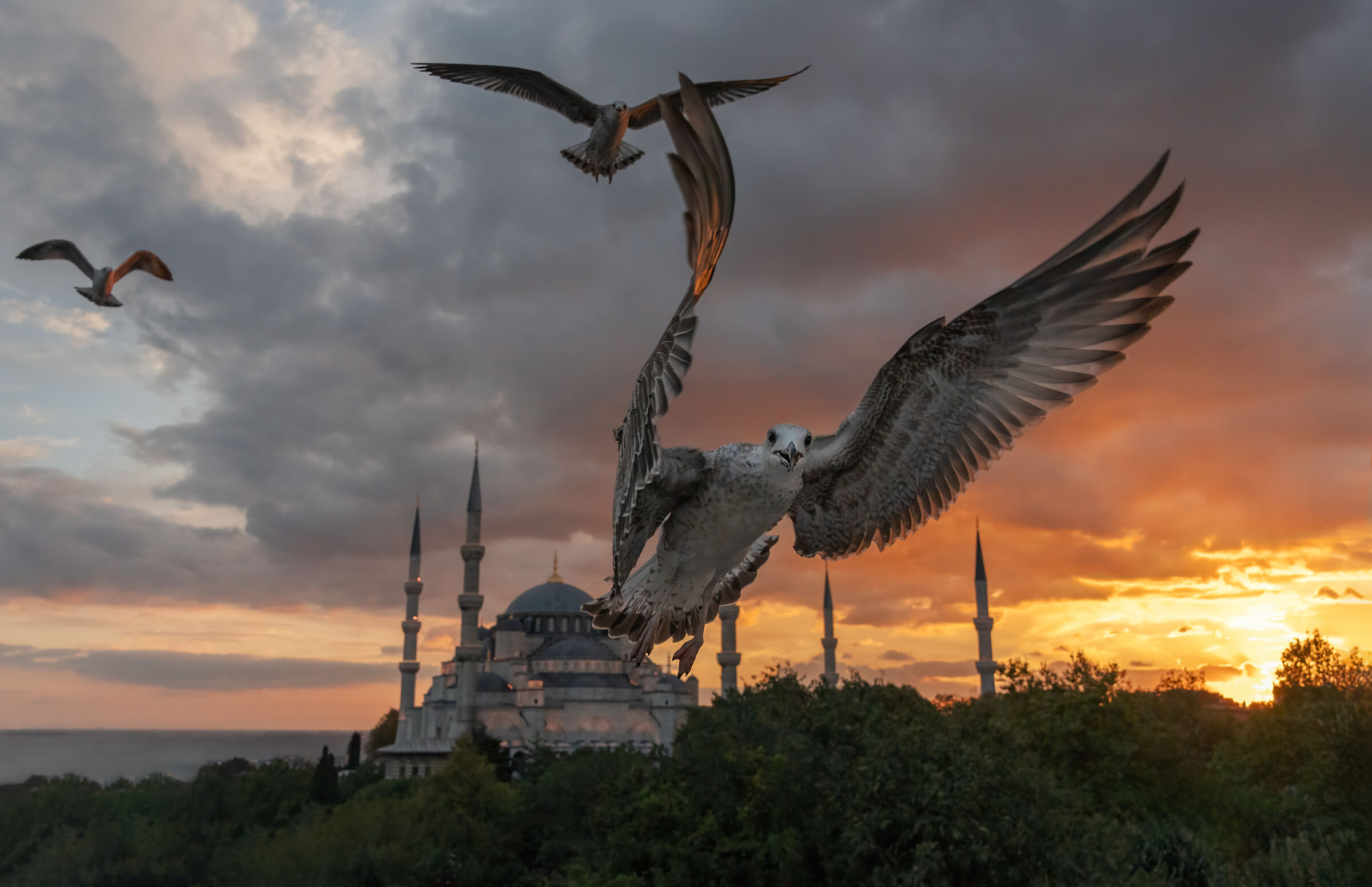 The Blue Mosque and the Seagulls