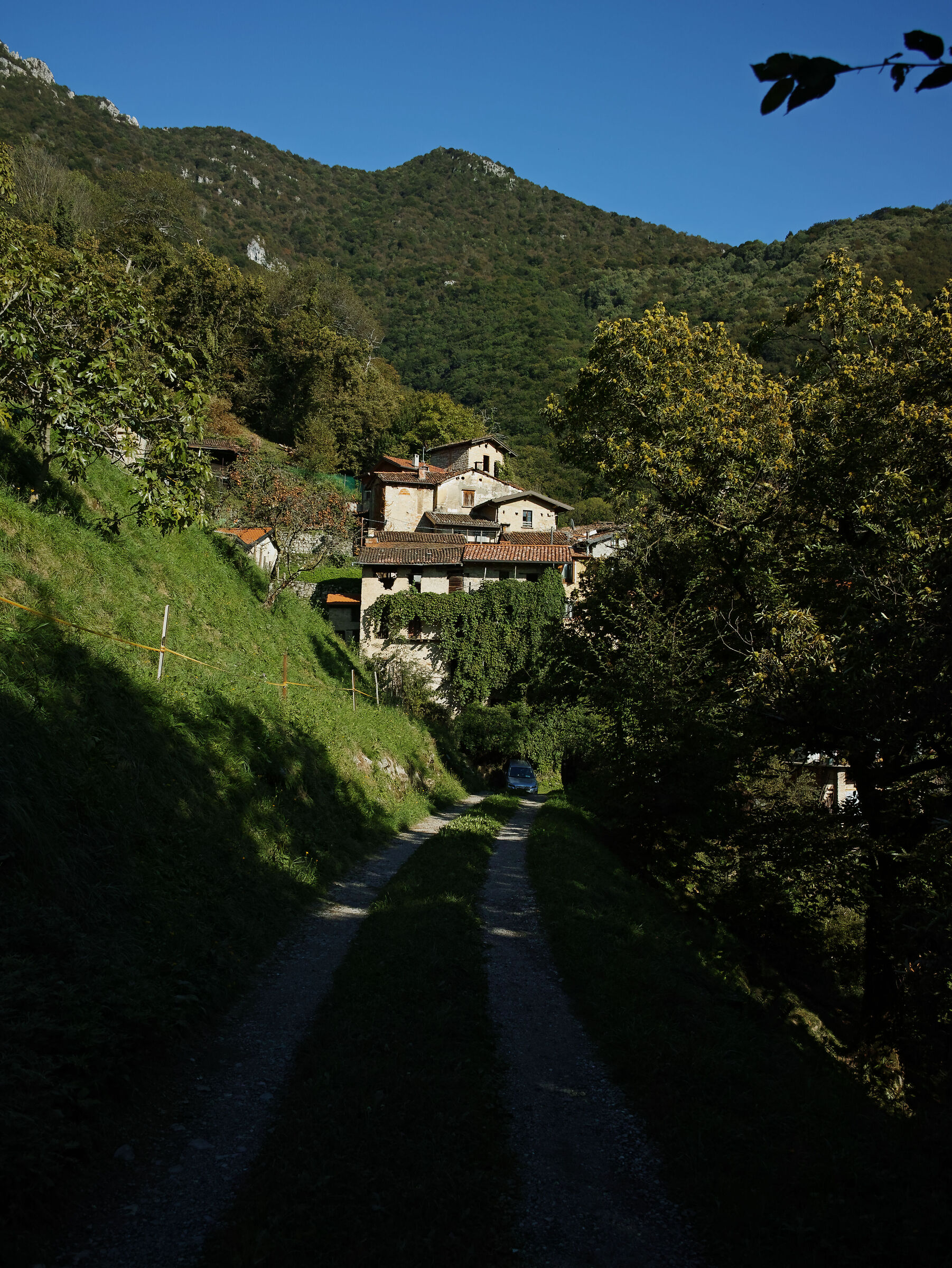 Nesolio (LC)